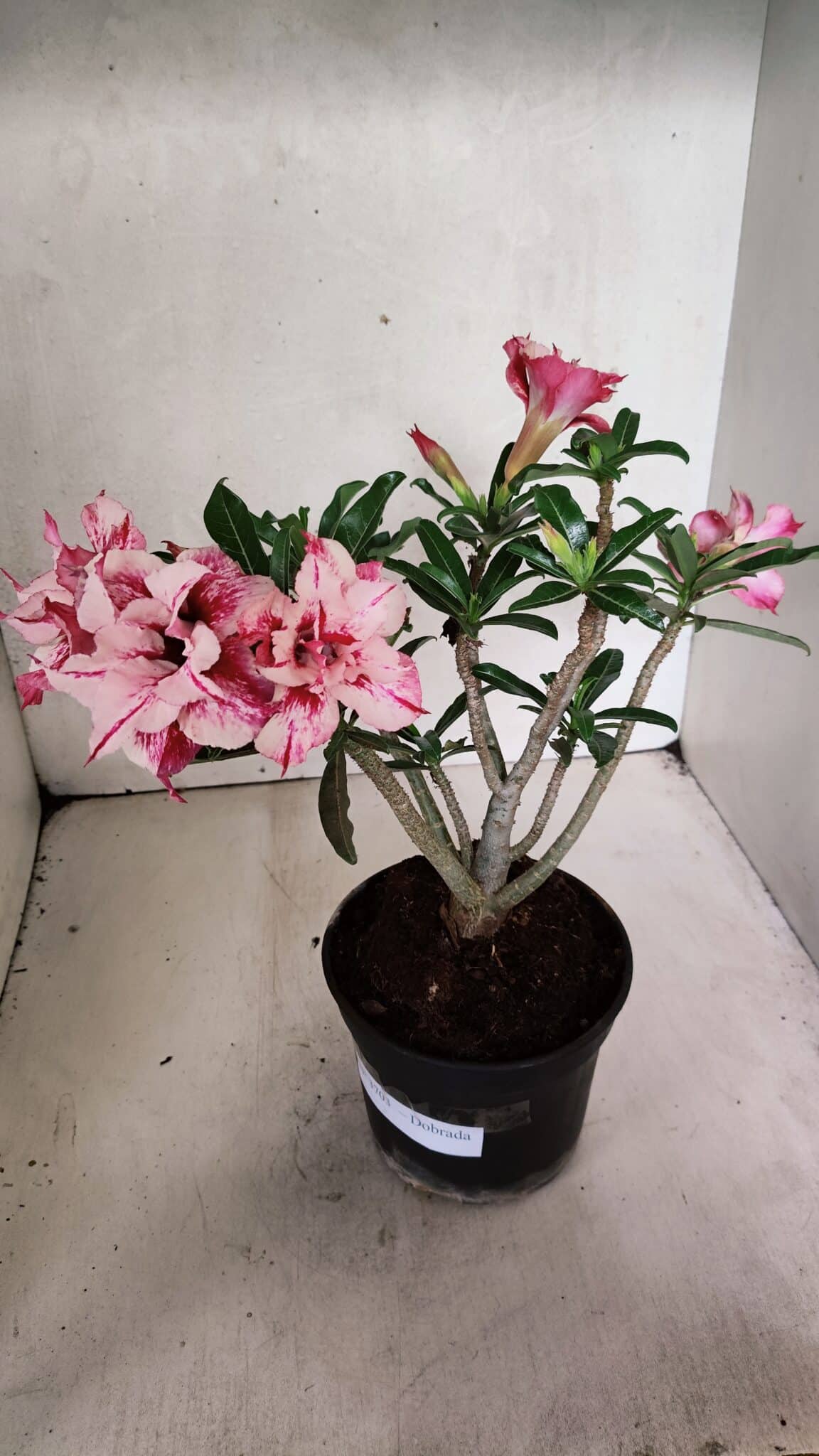 Planta Dobrada 3703 – 30cm – 03 anos - foto 6