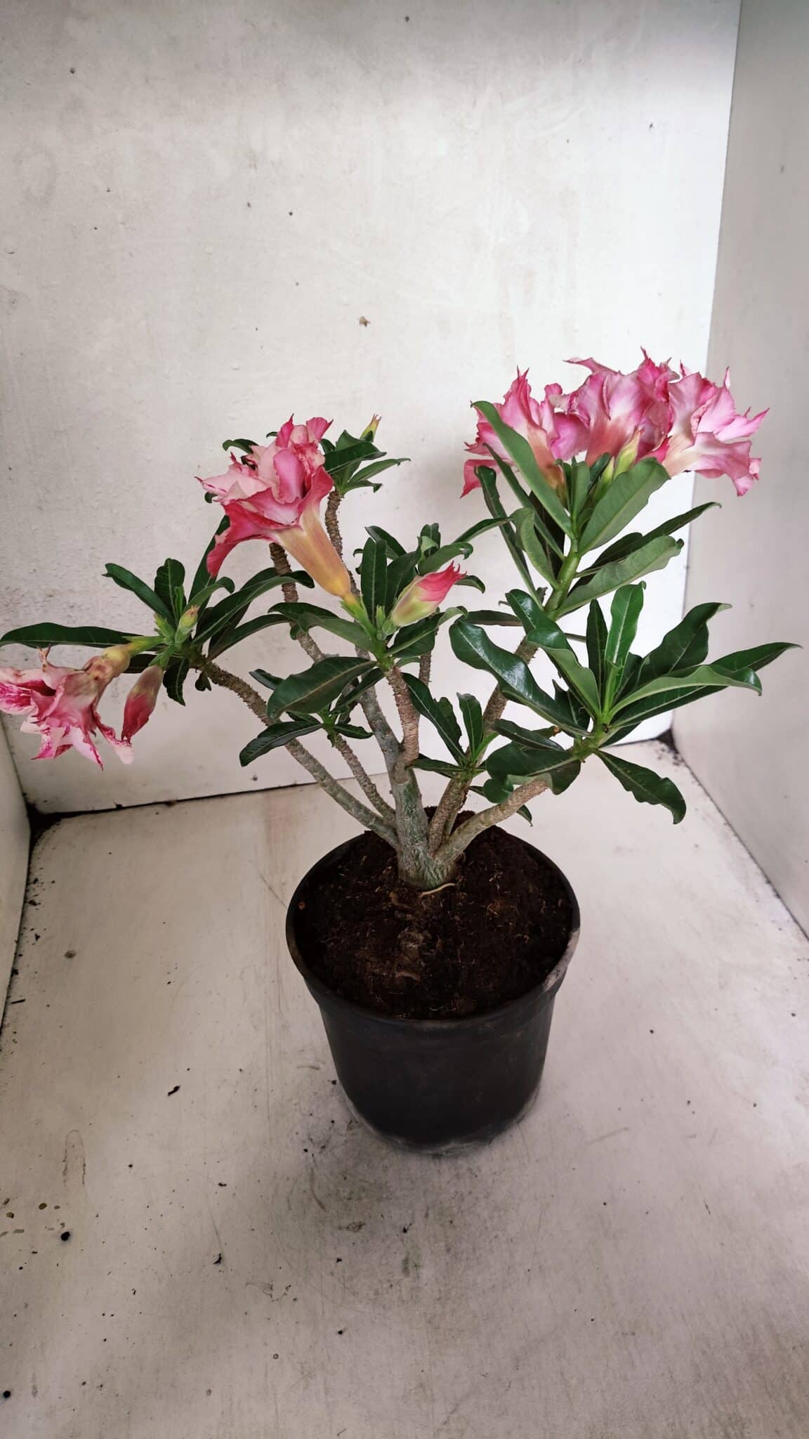 Planta Dobrada 3703 – 30cm – 03 anos - foto 5