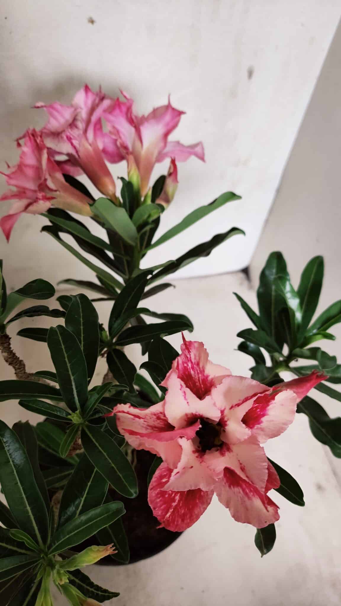 Planta Dobrada 3703 – 30cm – 03 anos - foto 4