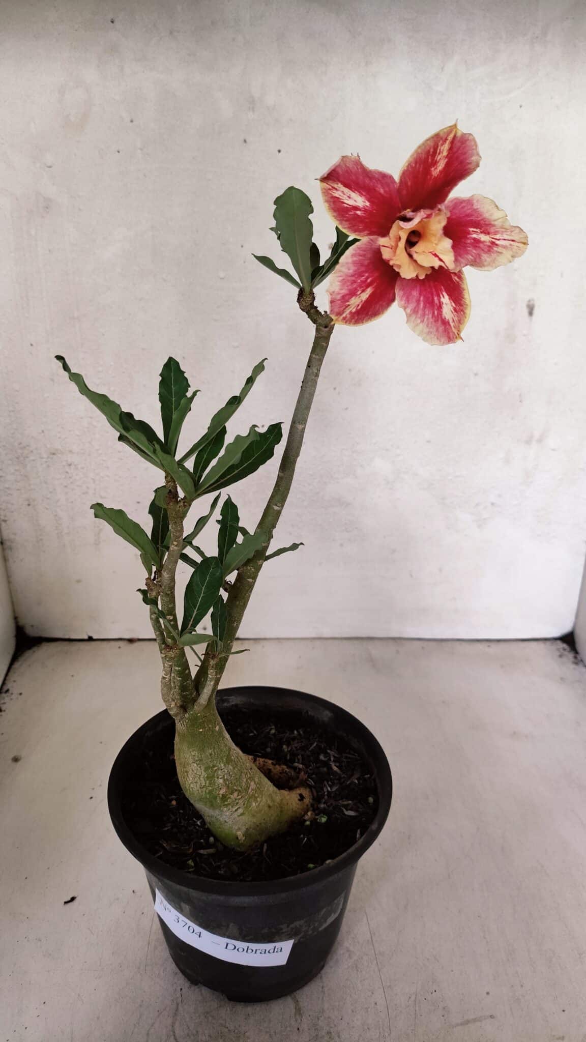 Planta Dobrada 3704 – 35cm – 03 anos - foto 2