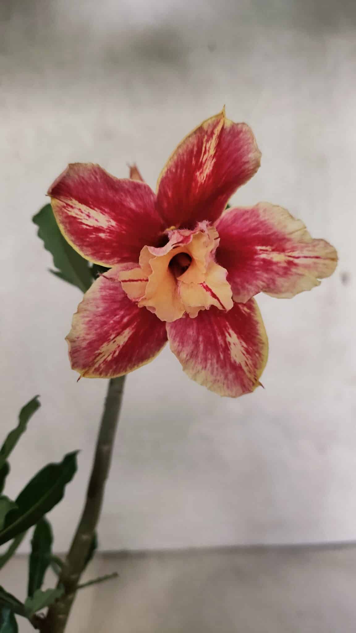 Planta Dobrada 3704 – 35cm – 03 anos - foto 3