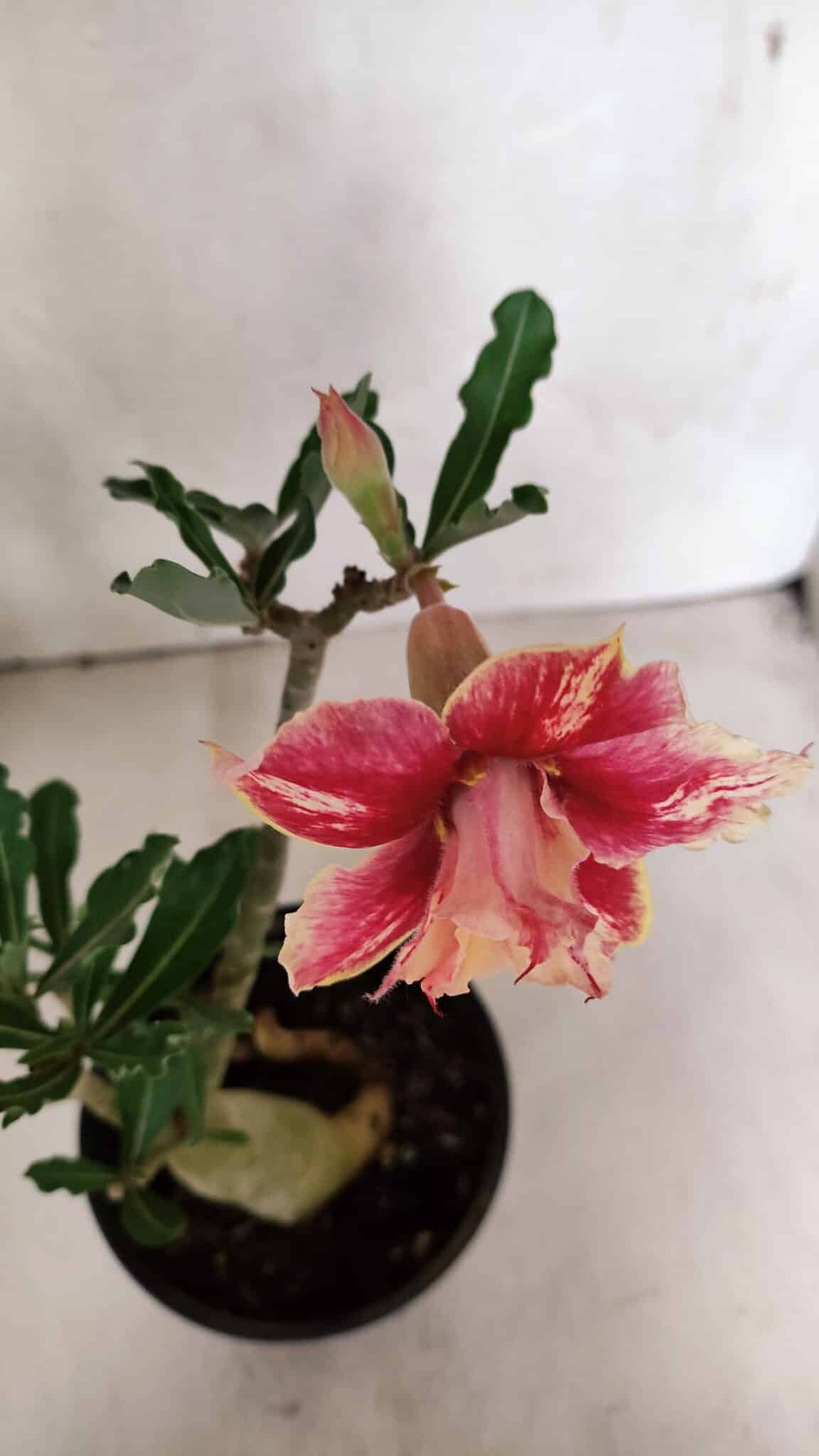 Planta Dobrada 3704 – 35cm – 03 anos - foto 4