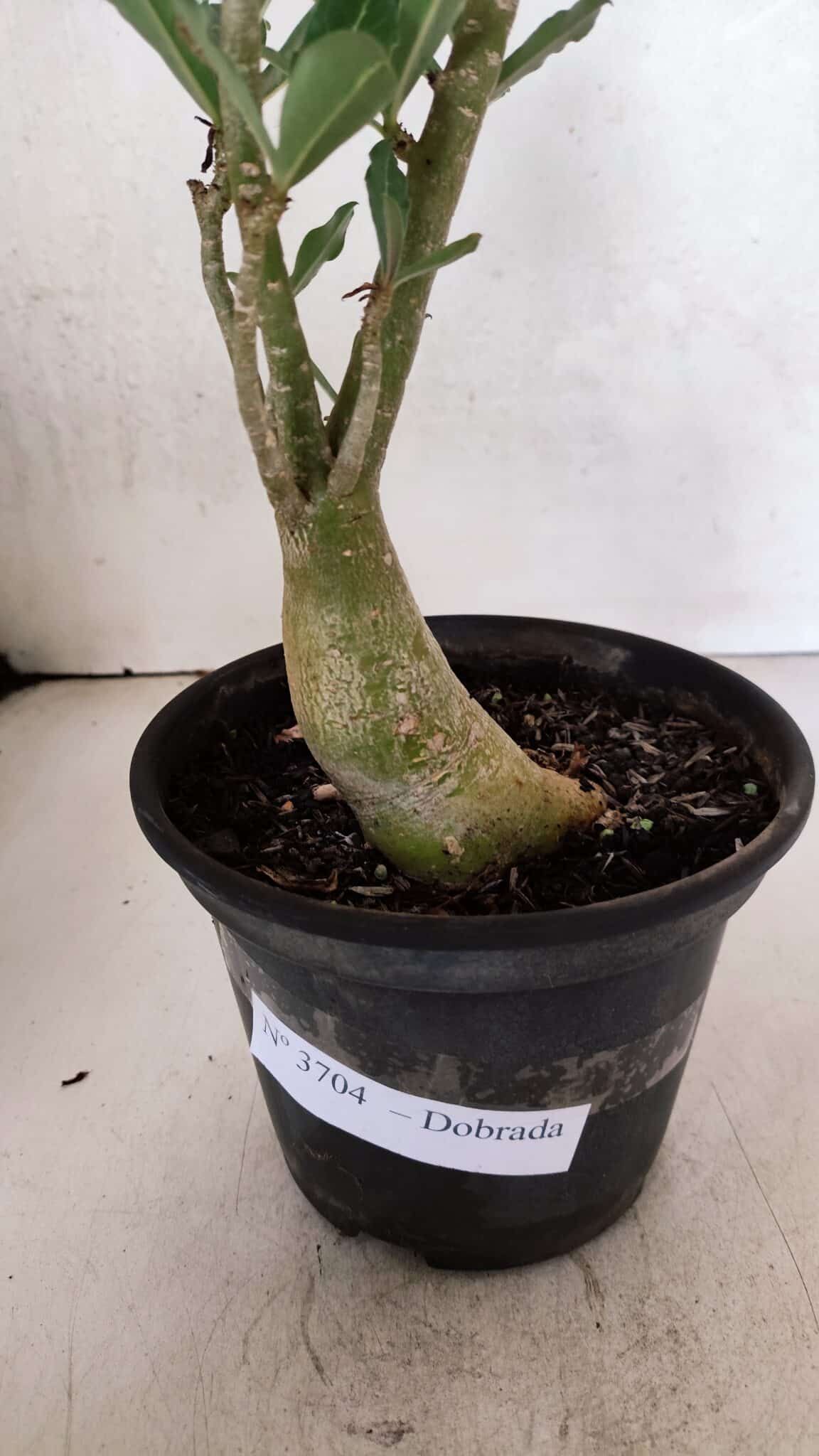 Planta Dobrada 3704 – 35cm – 03 anos - foto 7