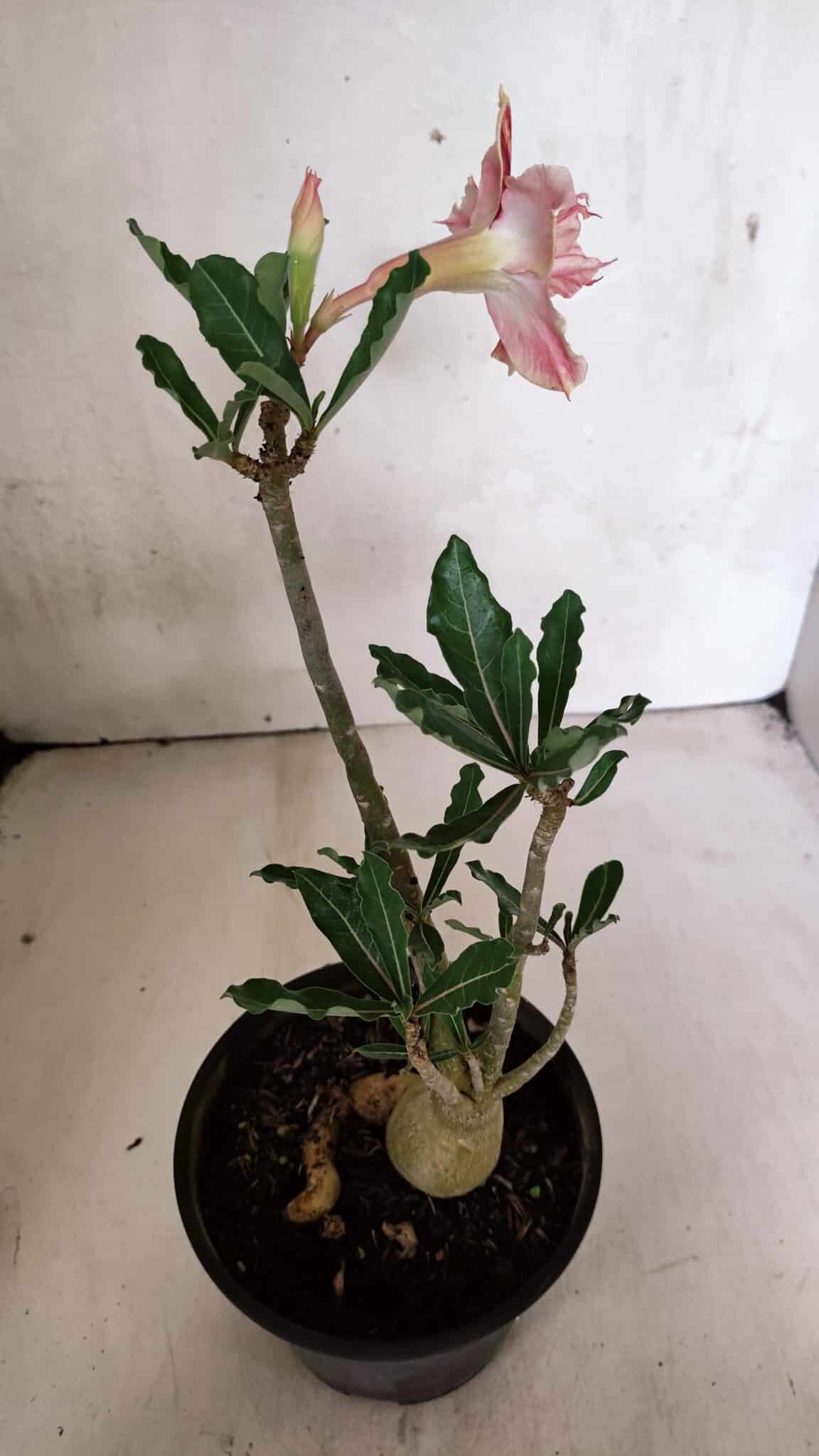 Planta Dobrada 3704 – 35cm – 03 anos - foto 6