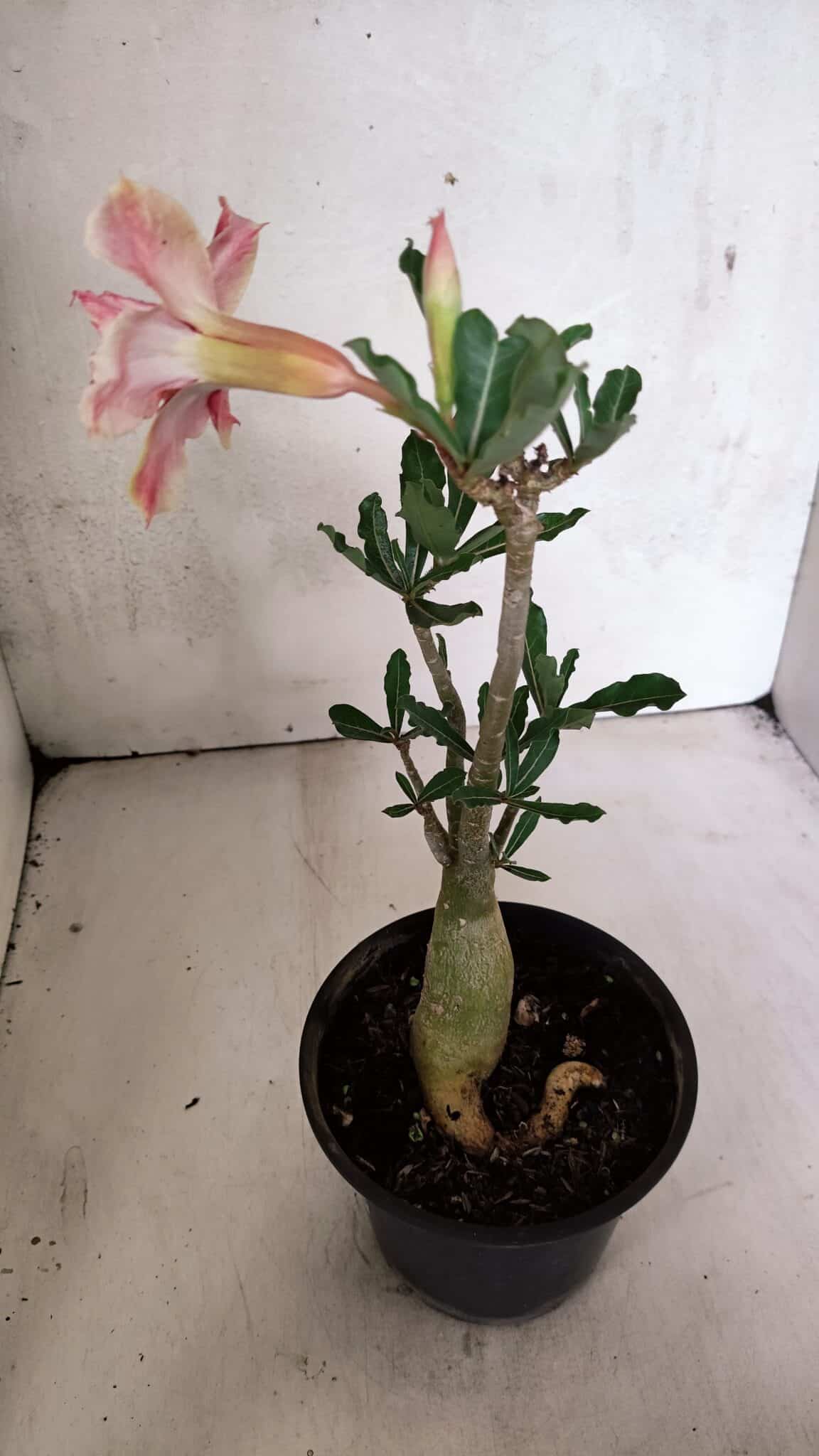 Planta Dobrada 3704 – 35cm – 03 anos - foto 5