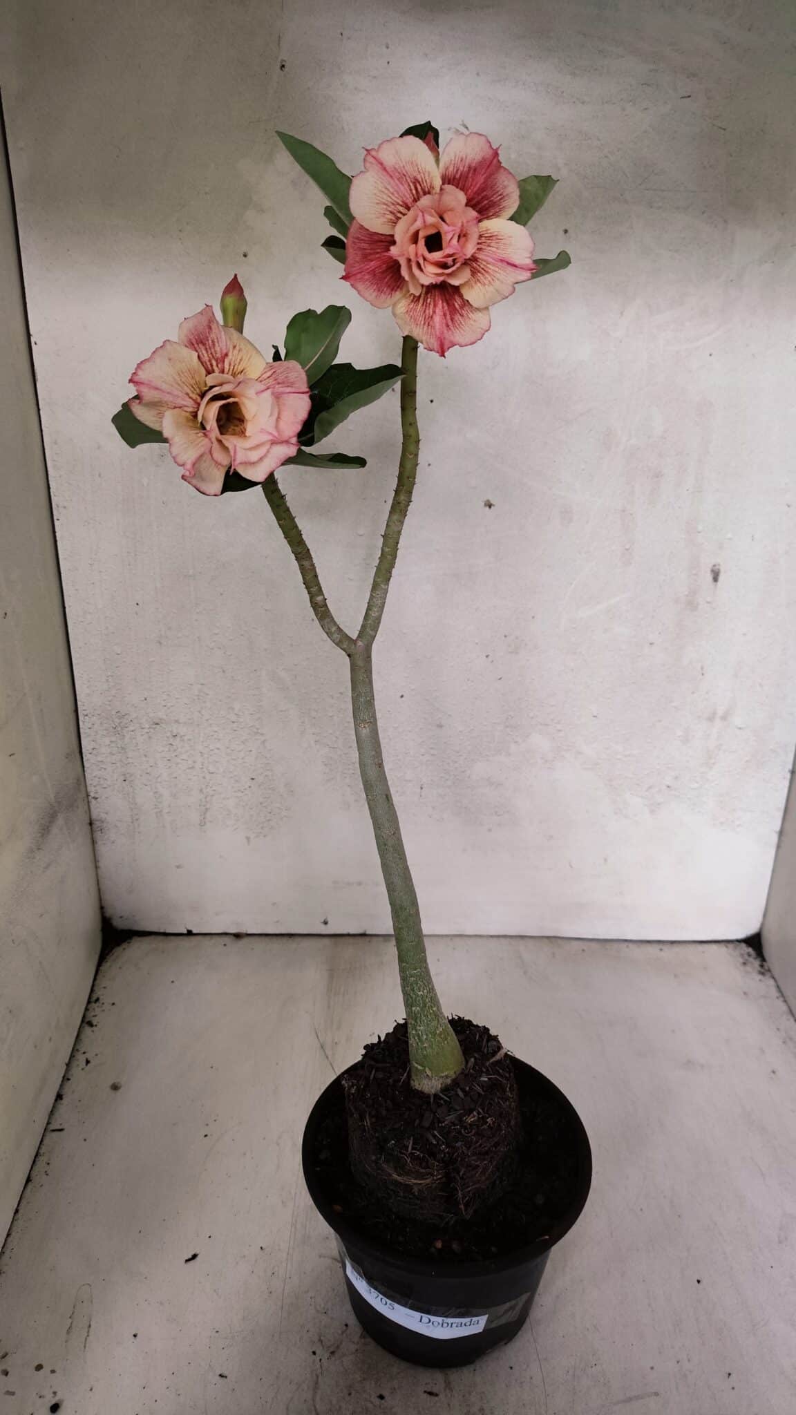 Planta Dobrada 3705 – 35cm – 03 anos - foto 2