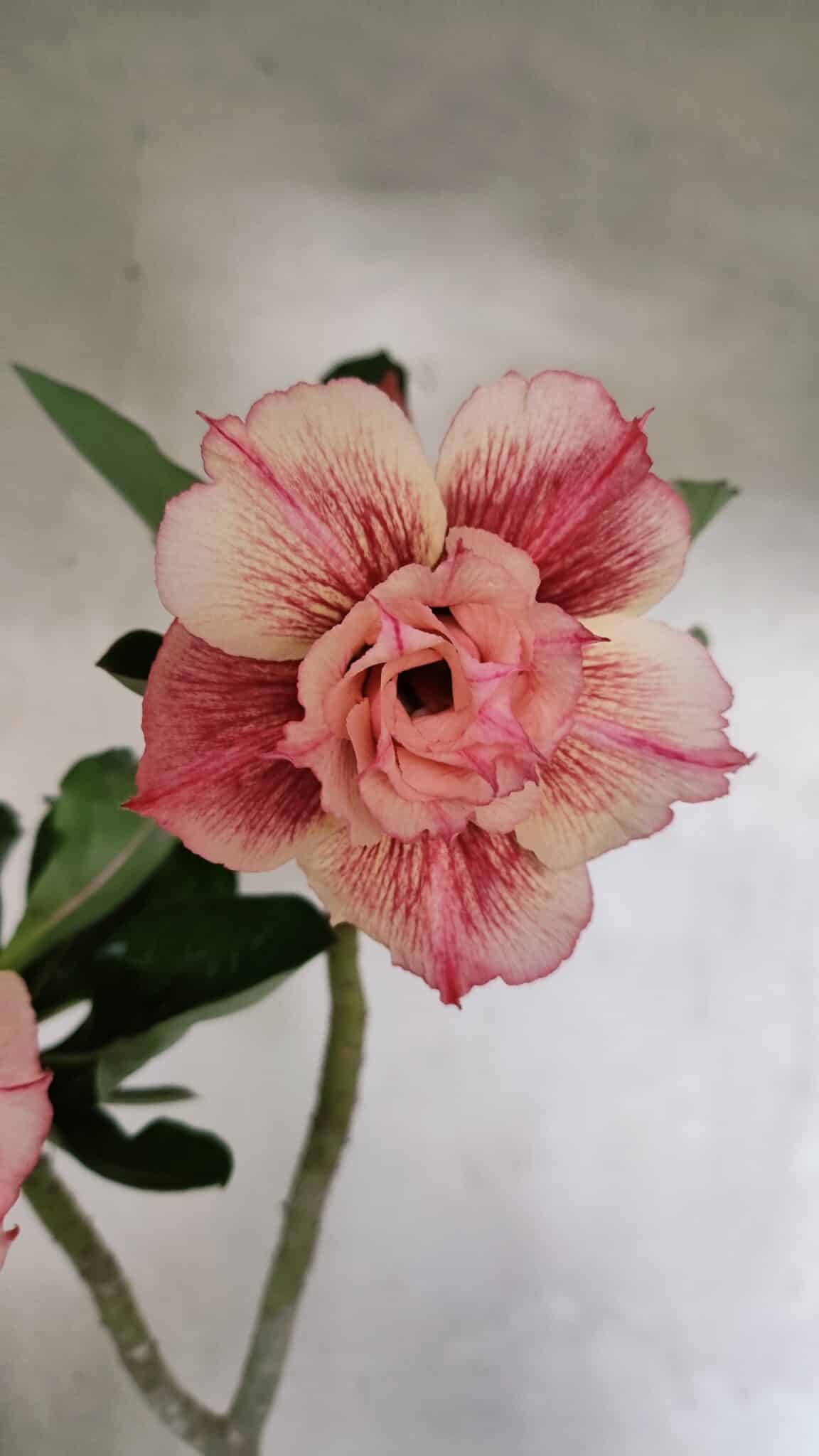 Planta Dobrada 3705 – 35cm – 03 anos - foto 3