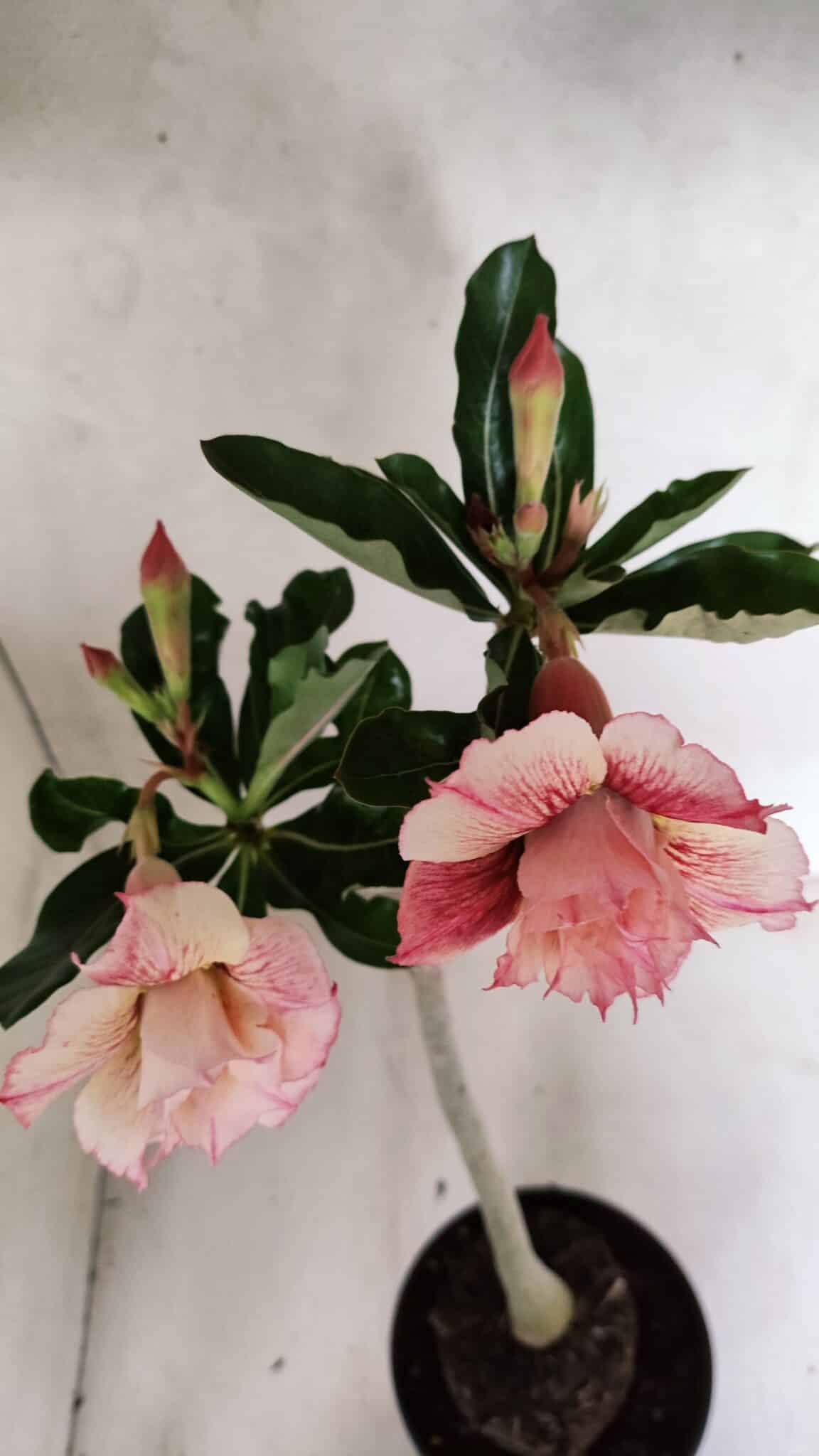Planta Dobrada 3705 – 35cm – 03 anos - foto 4