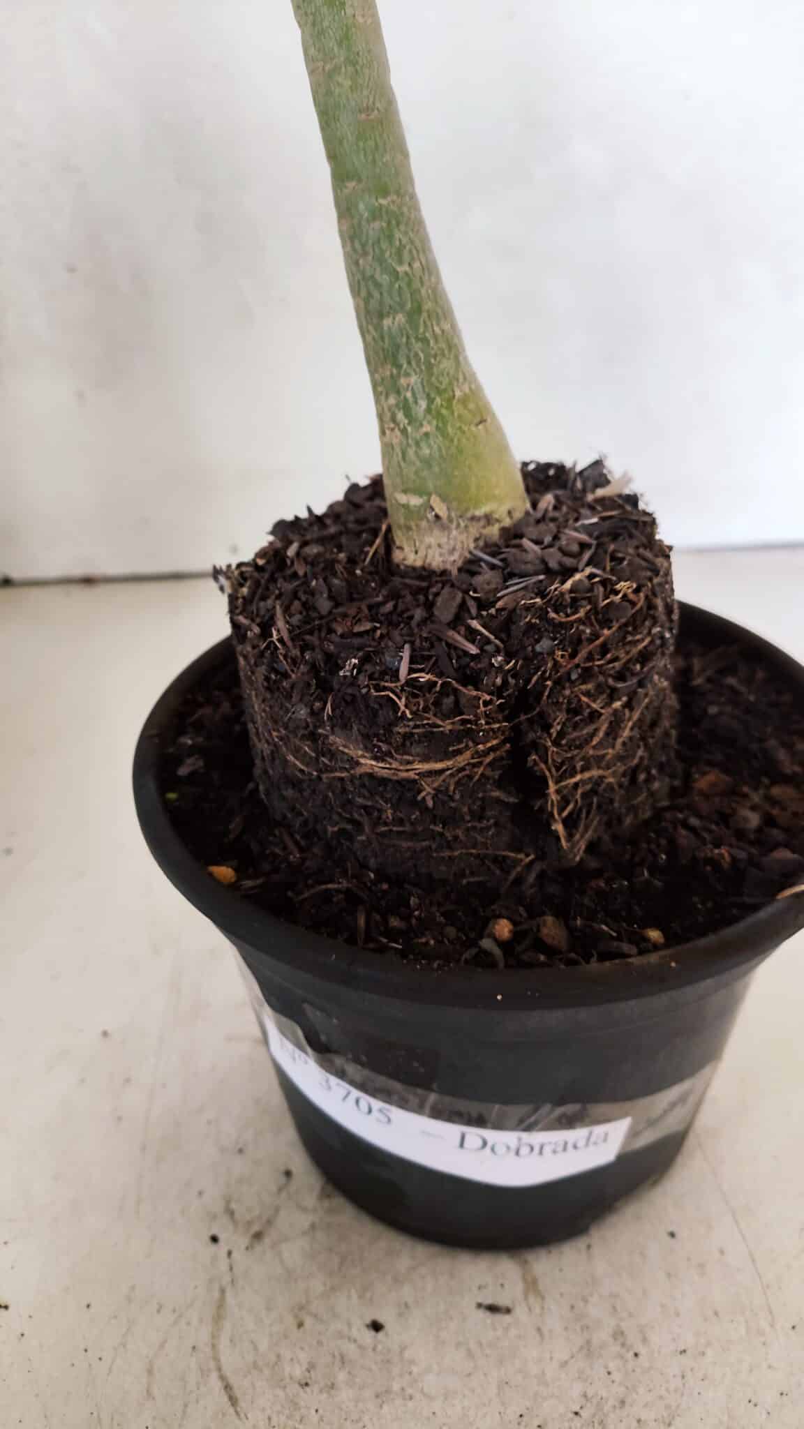 Planta Dobrada 3705 – 35cm – 03 anos - foto 7