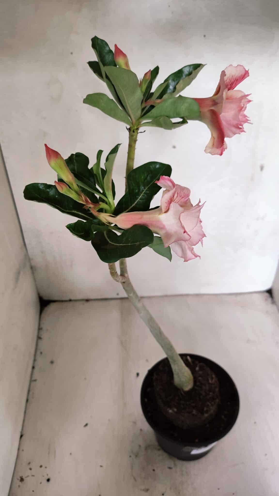 Planta Dobrada 3705 – 35cm – 03 anos - foto 6