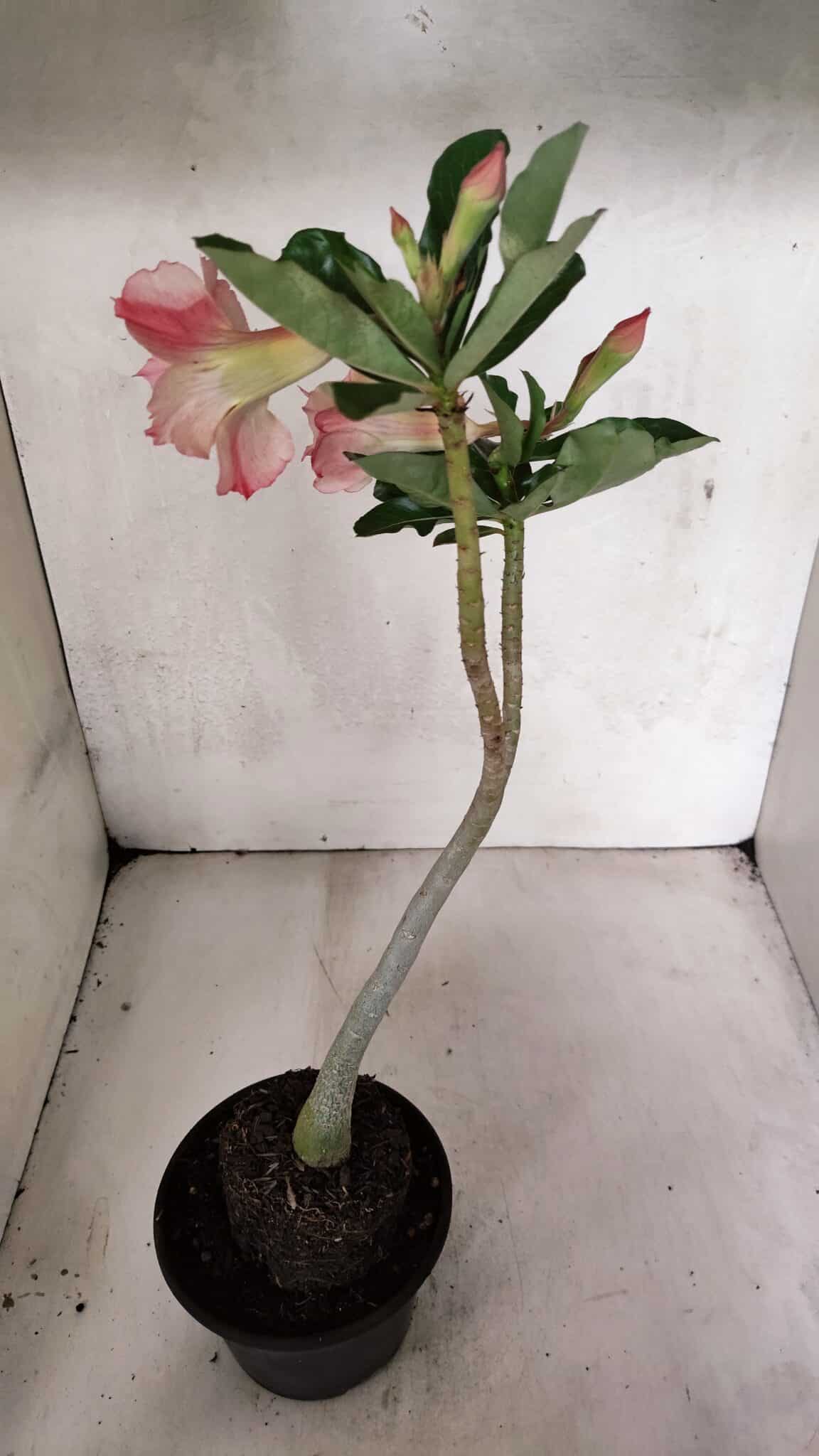 Planta Dobrada 3705 – 35cm – 03 anos - foto 5