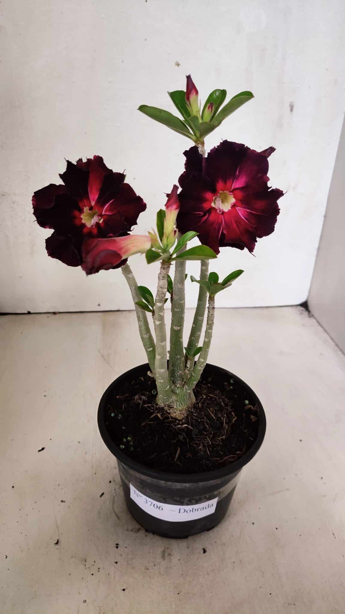 Planta Dobrada 3706 – 30cm – 02 anos - foto 2