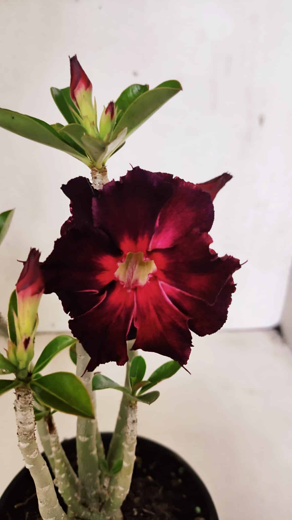 Planta Dobrada 3706 – 30cm – 02 anos - foto 3