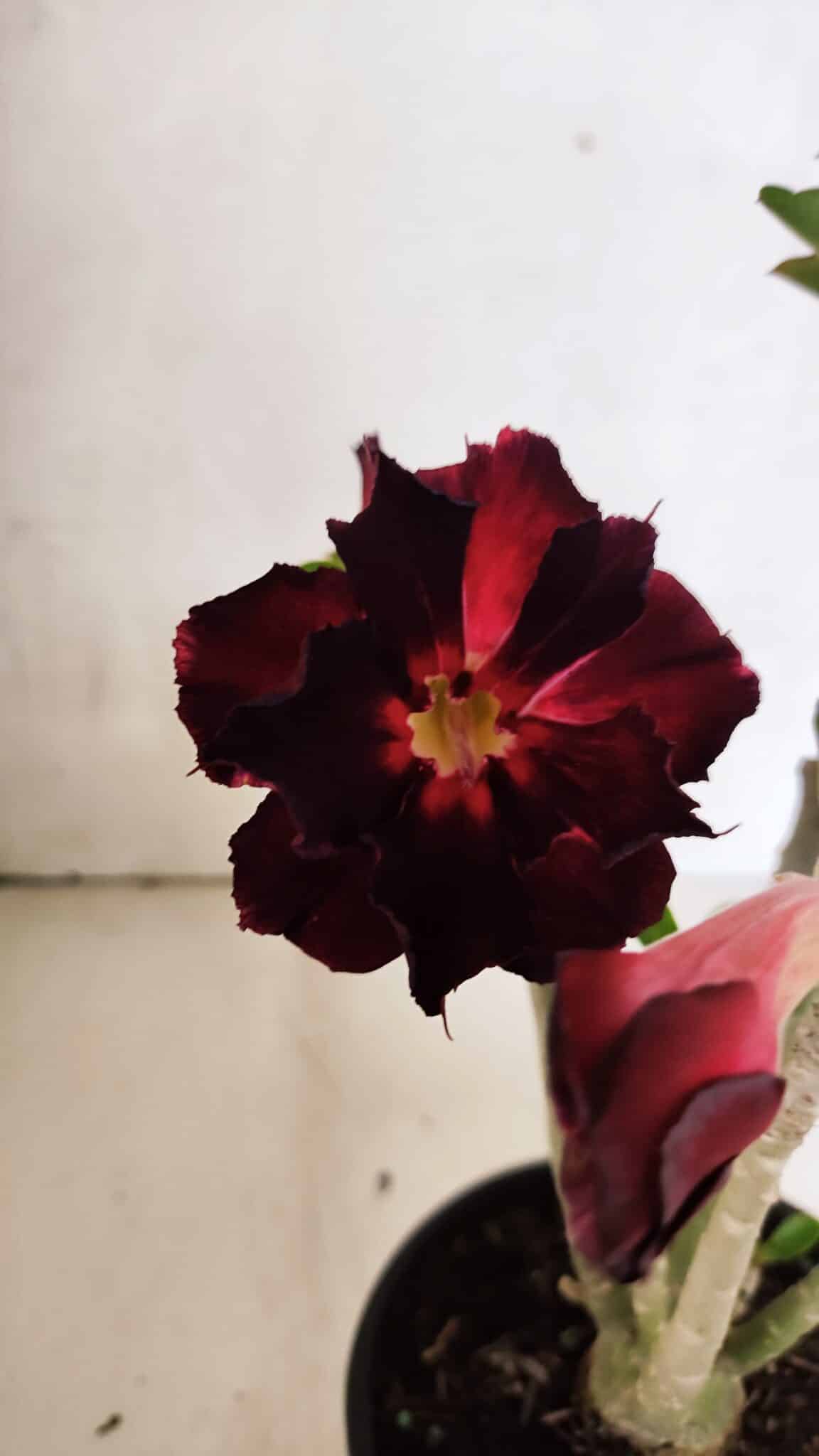 Planta Dobrada 3706 – 30cm – 02 anos - foto 4