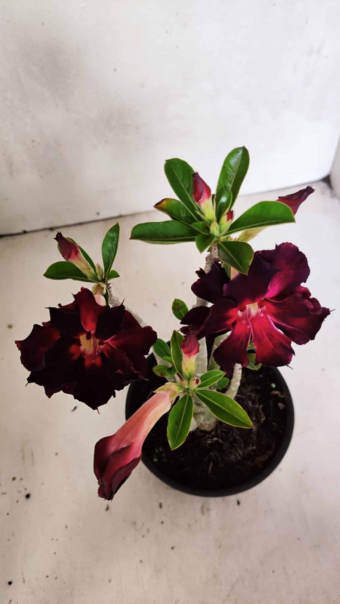 Planta Dobrada 3706 – 30cm – 02 anos - foto 5
