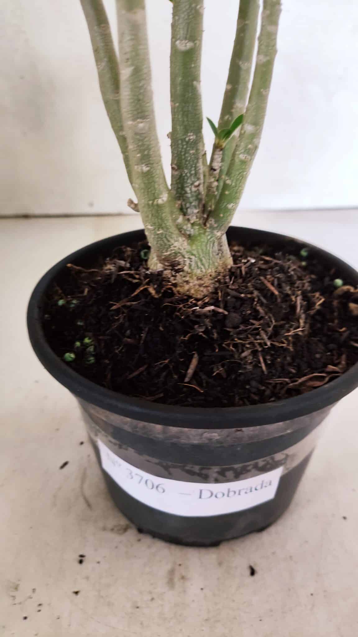 Planta Dobrada 3706 – 30cm – 02 anos - foto 7
