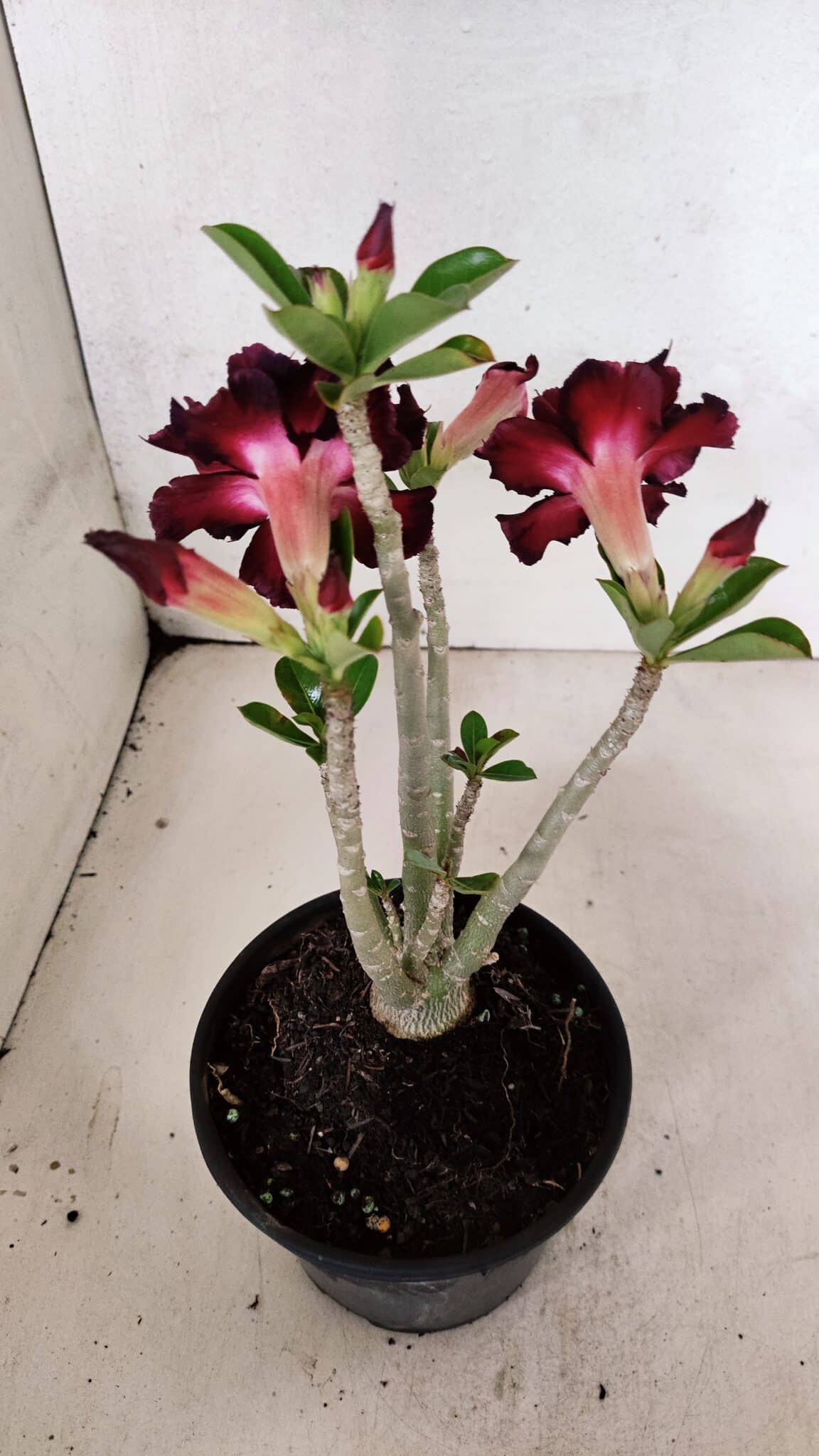 Planta Dobrada 3706 – 30cm – 02 anos - foto 6