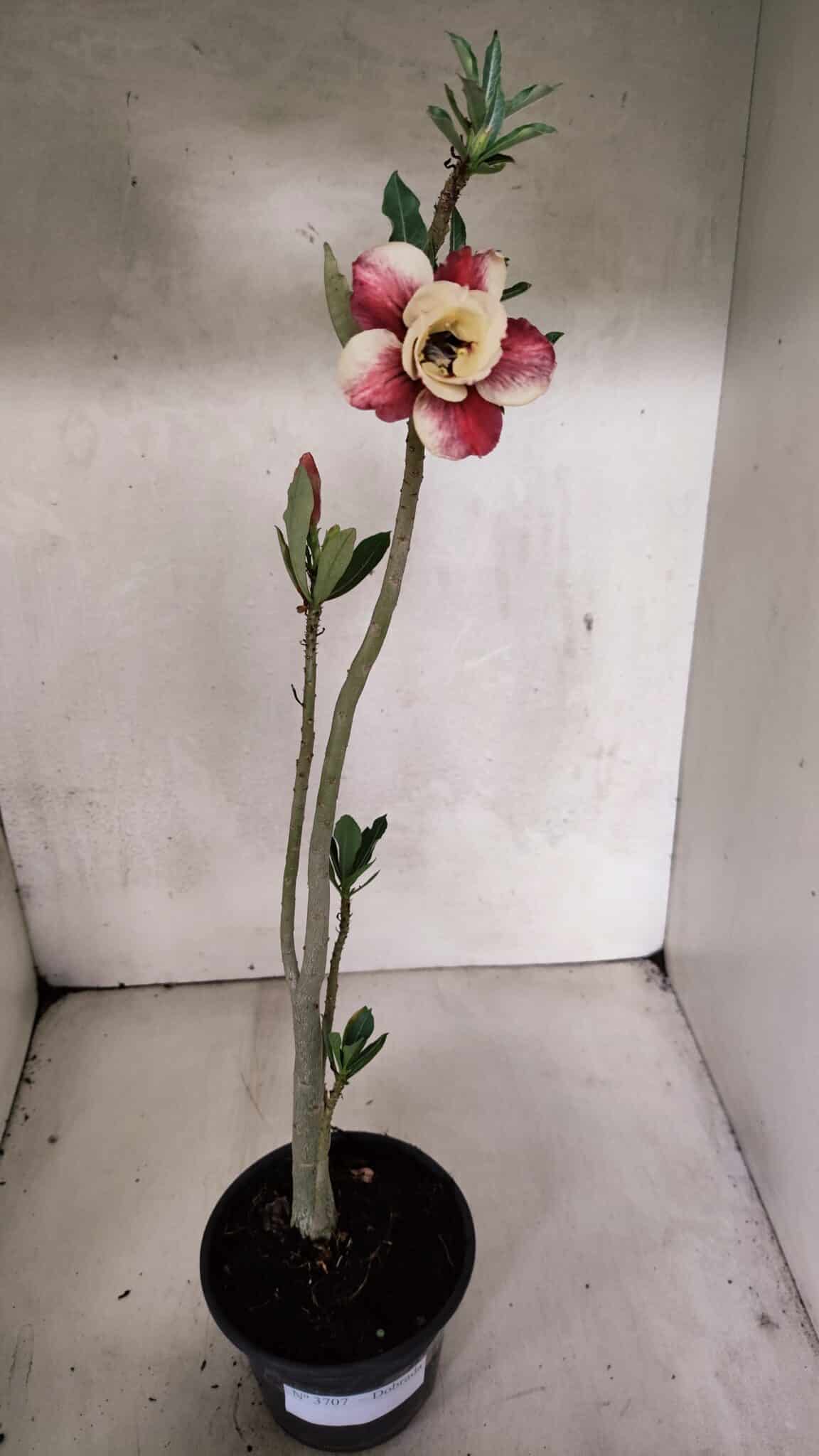 Planta Dobrada 3707 – 35cm – 03 anos - foto 2
