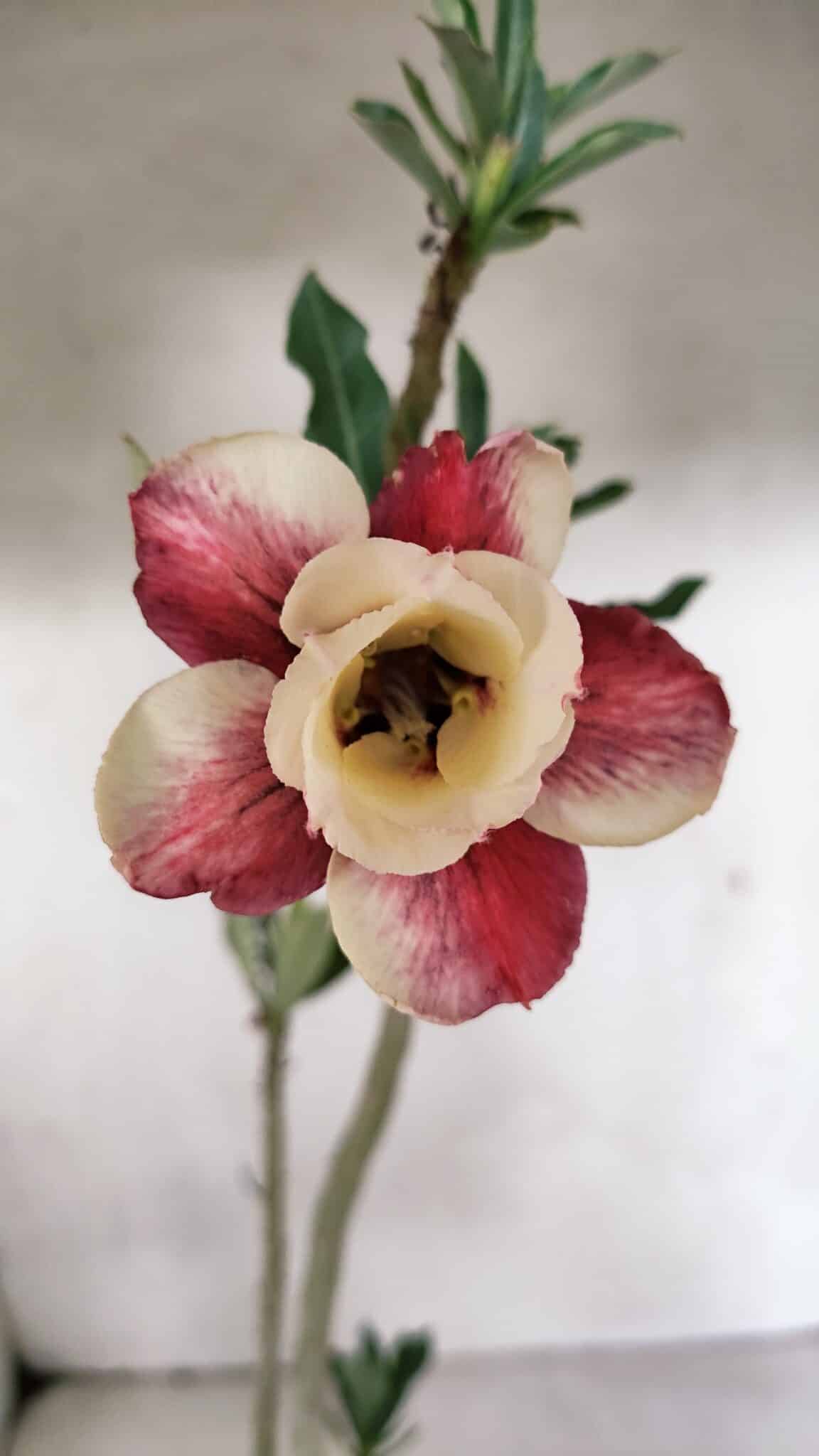 Planta Dobrada 3707 – 35cm – 03 anos - foto 3