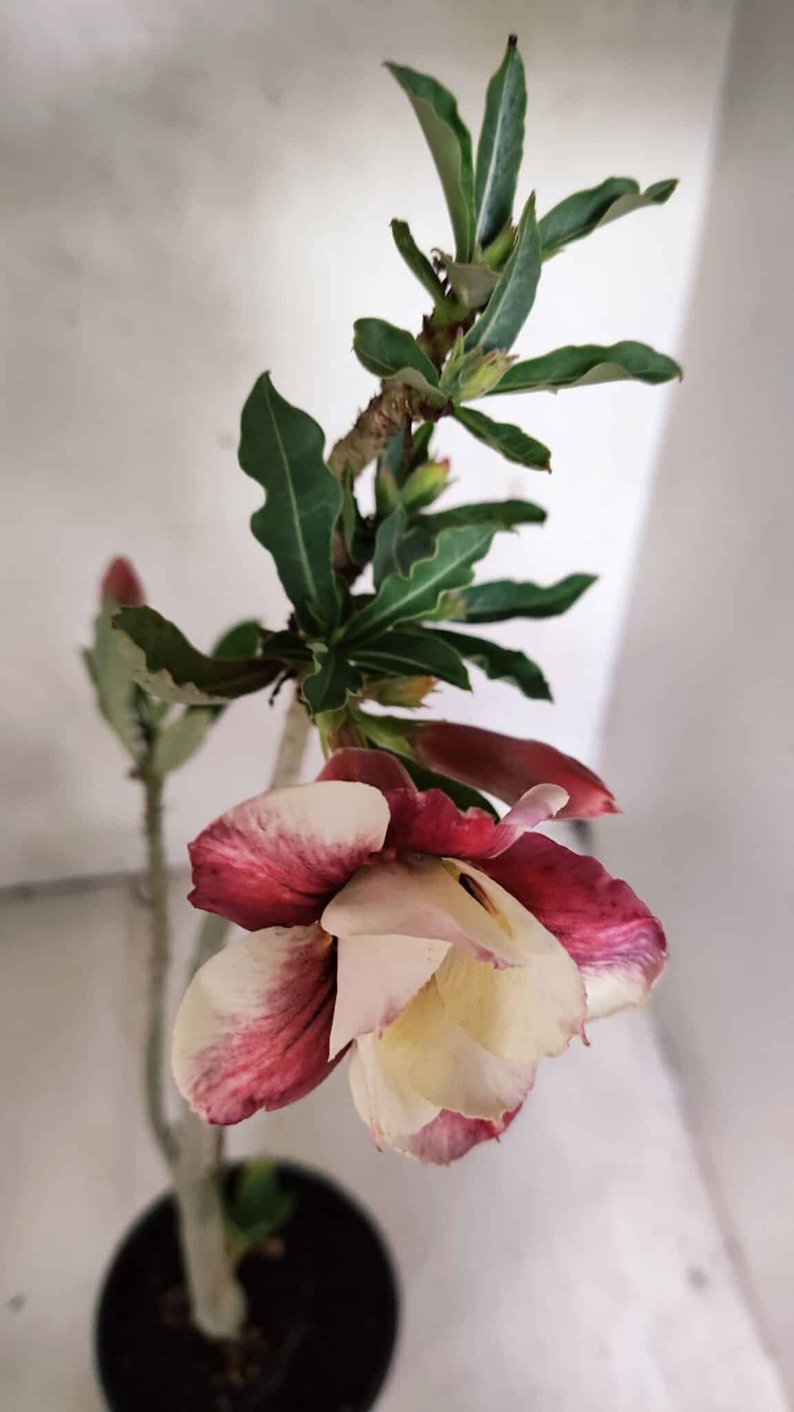 Planta Dobrada 3707 – 35cm – 03 anos - foto 4