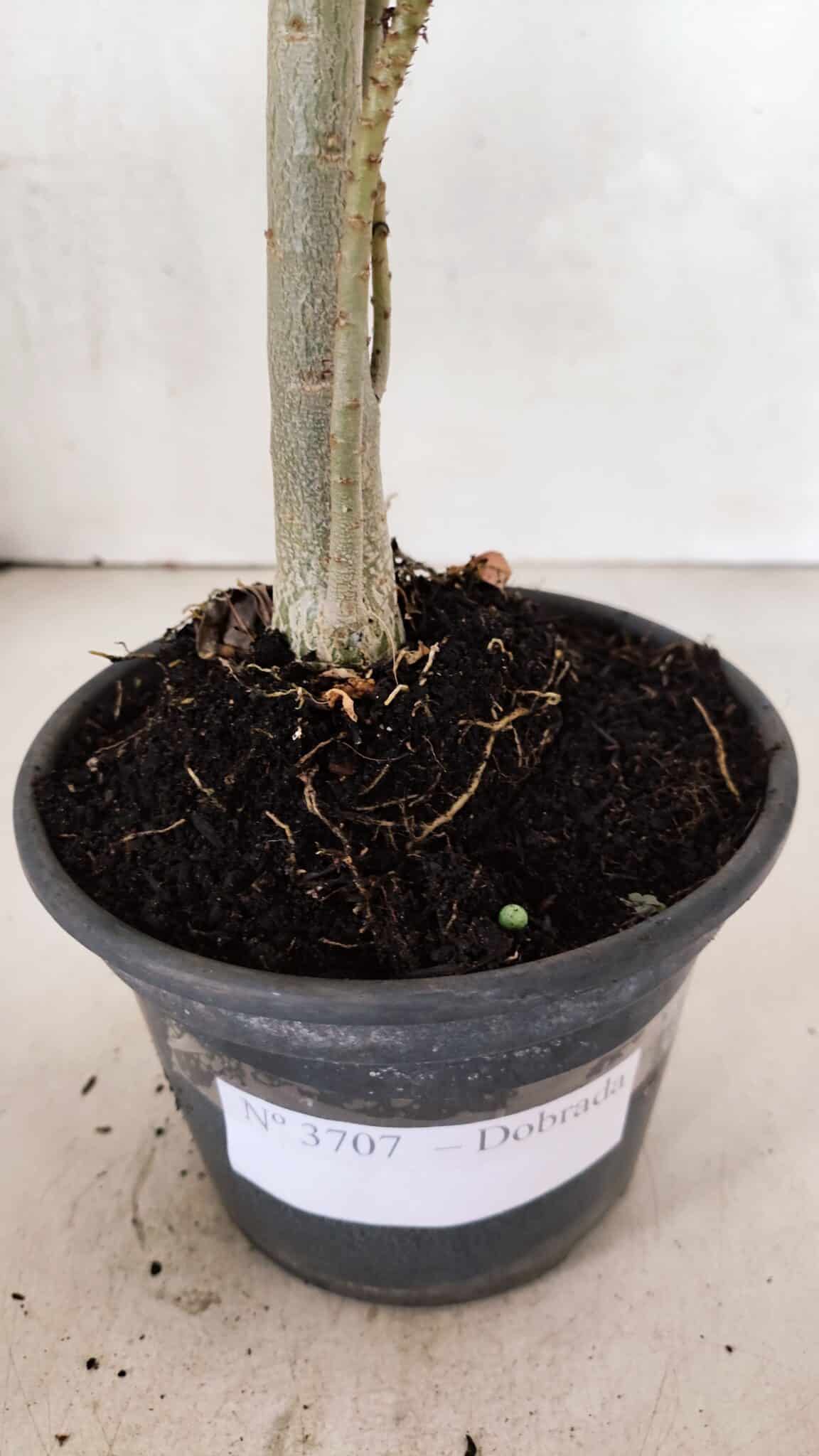 Planta Dobrada 3707 – 35cm – 03 anos - foto 6