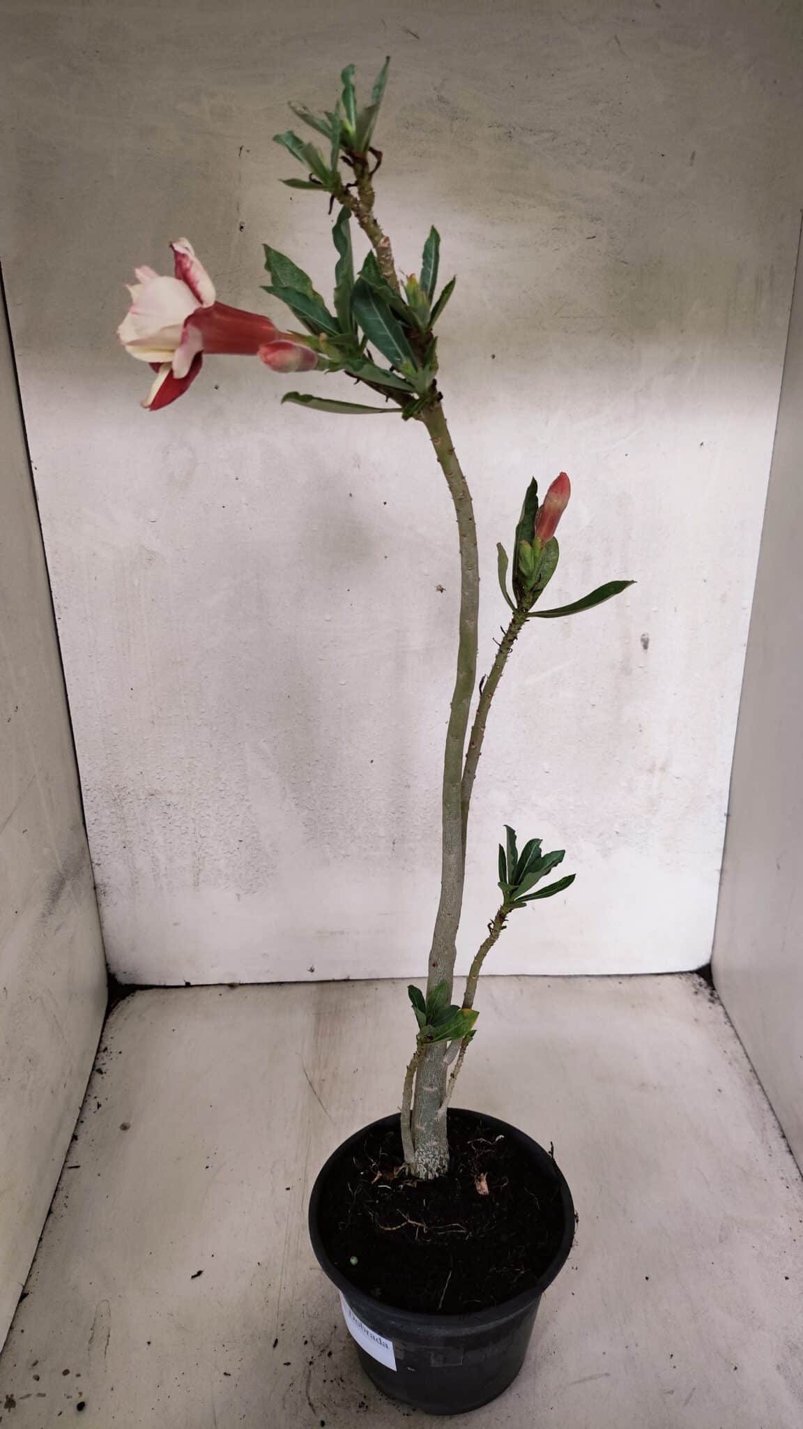 Planta Dobrada 3707 – 35cm – 03 anos - foto 5