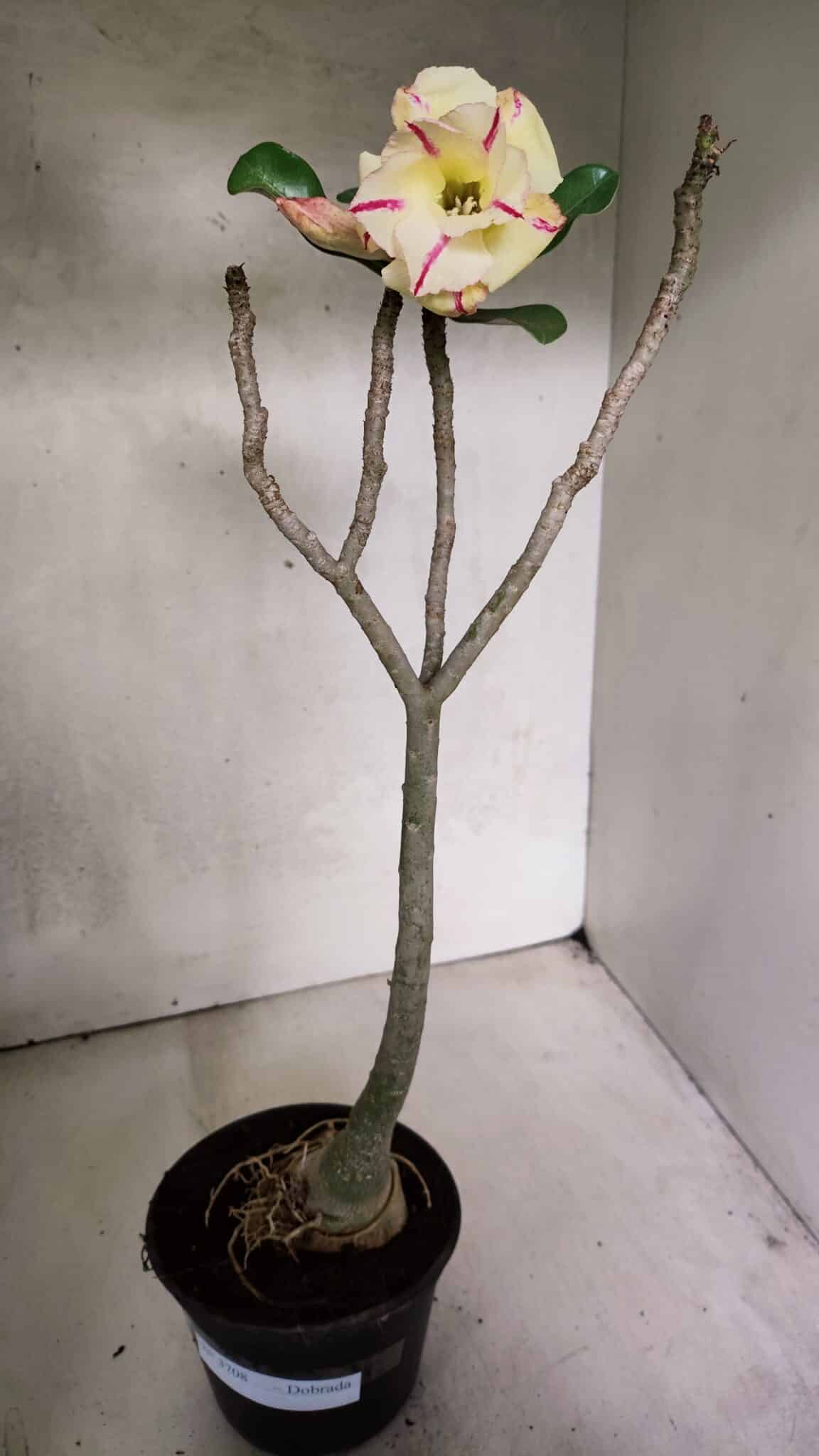 Planta Dobrada 3708 – 35cm – 03 anos - foto 2