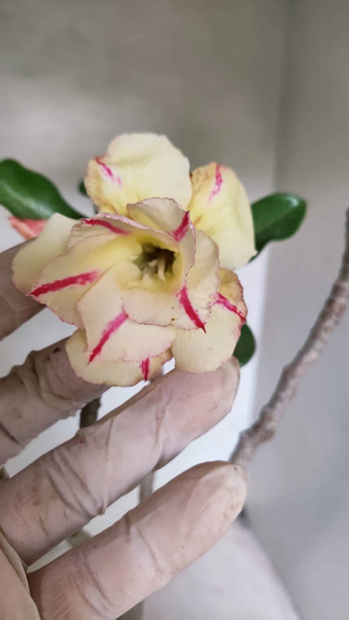 Planta Dobrada 3708 – 35cm – 03 anos - foto 3