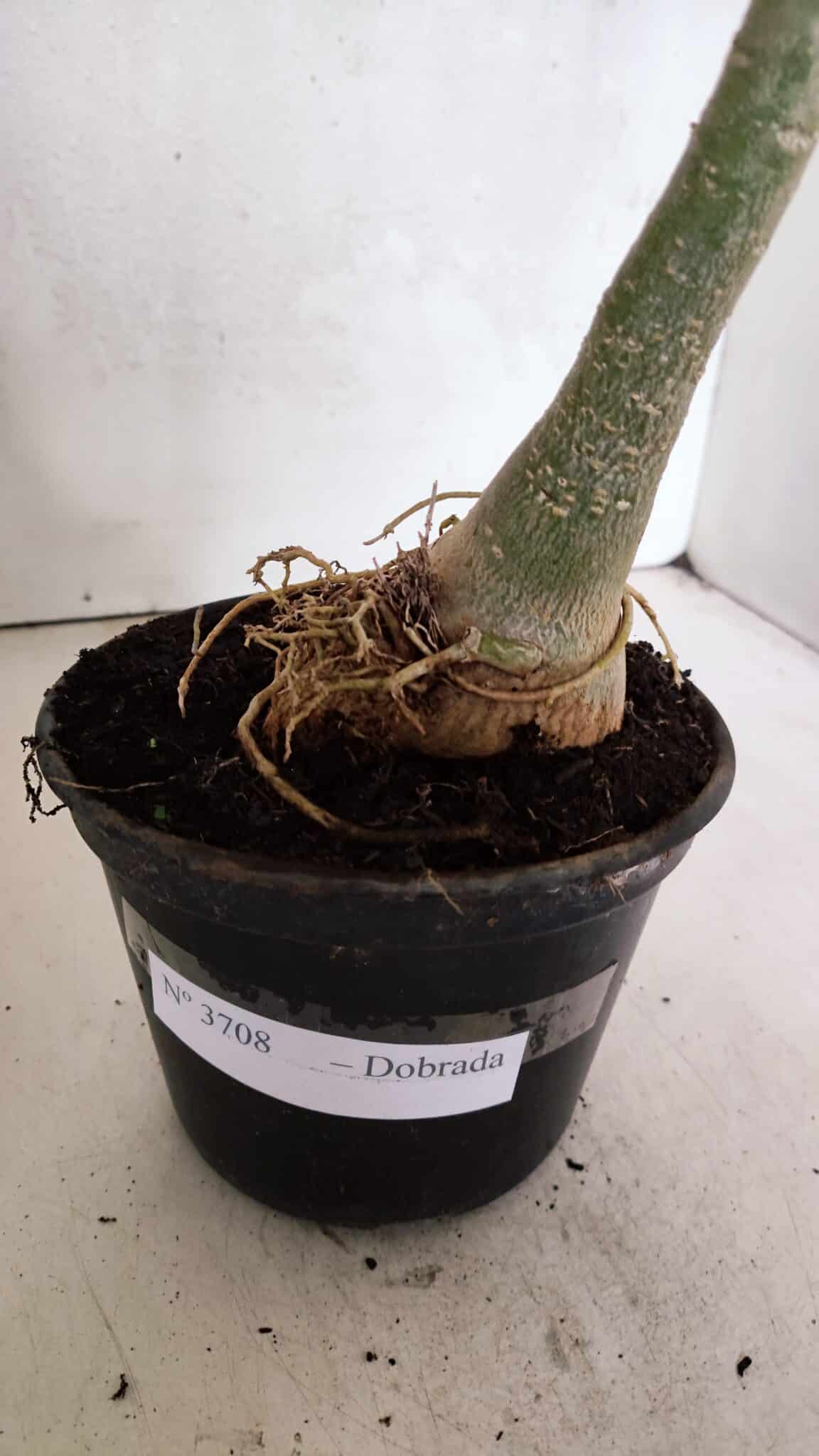 Planta Dobrada 3708 – 35cm – 03 anos - foto 6