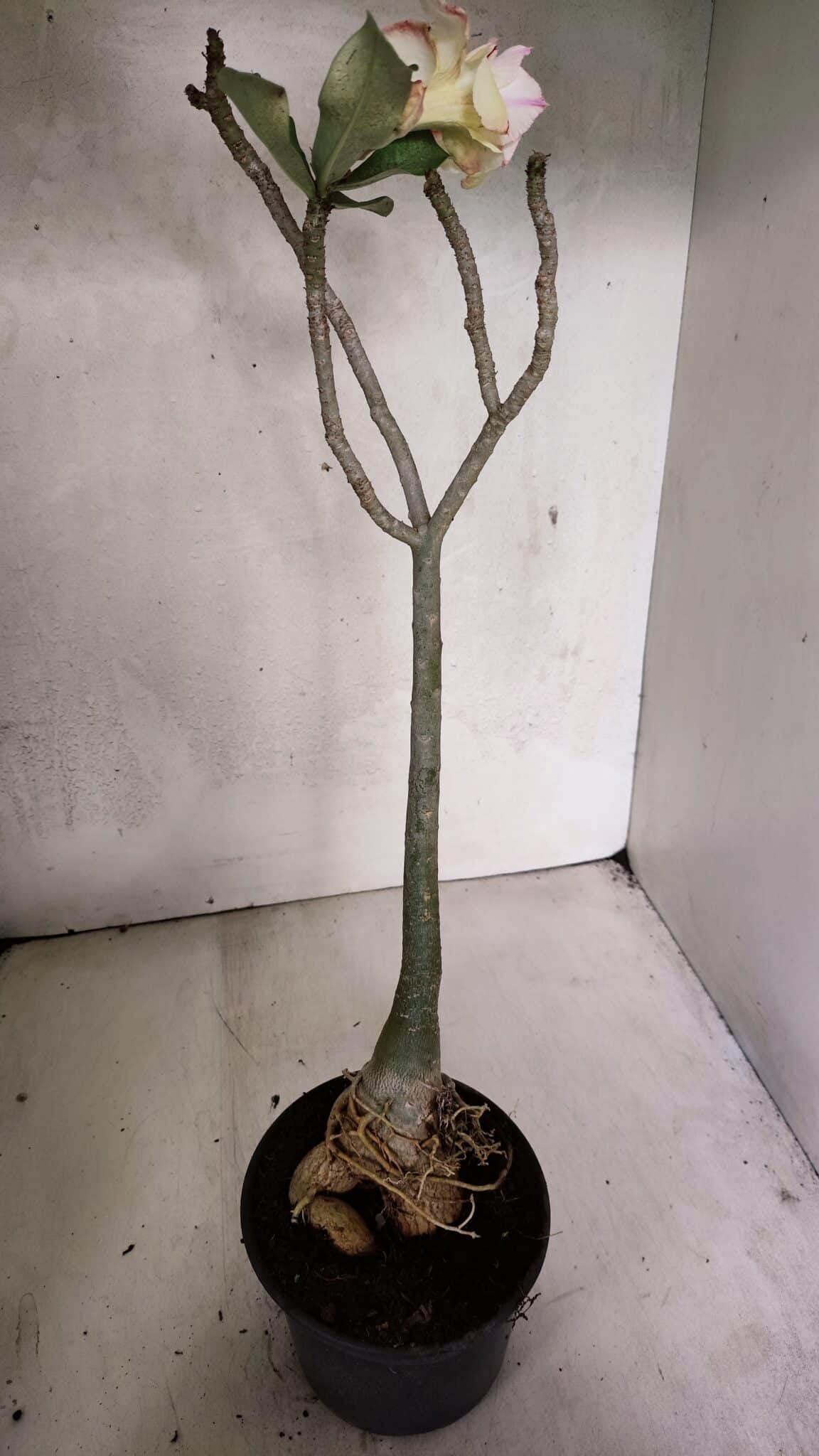 Planta Dobrada 3708 – 35cm – 03 anos - foto 5