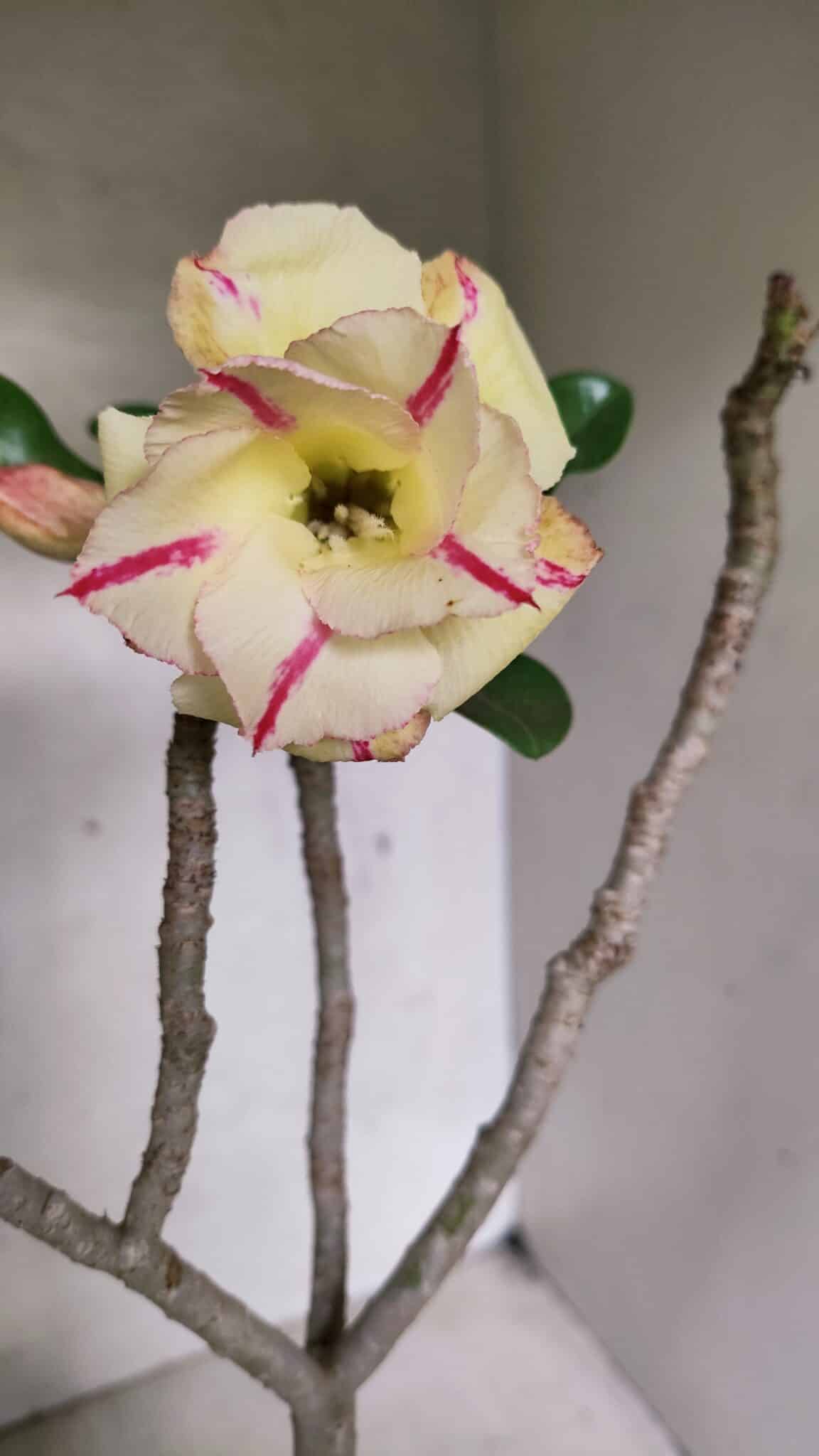Planta Dobrada 3708 – 35cm – 03 anos - foto 4