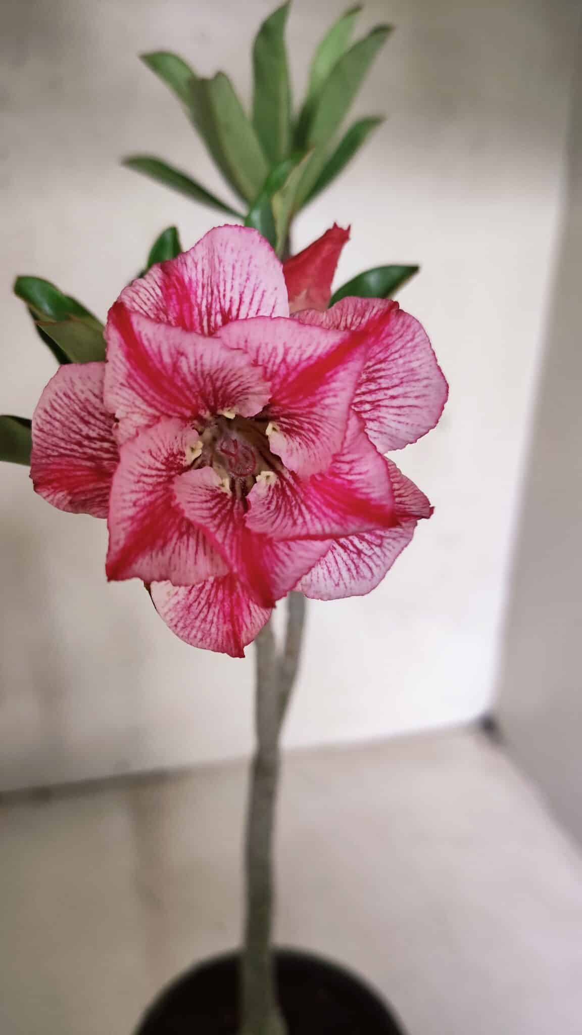 Planta Dobrada 3709 – 35cm – 03 anos - foto 3