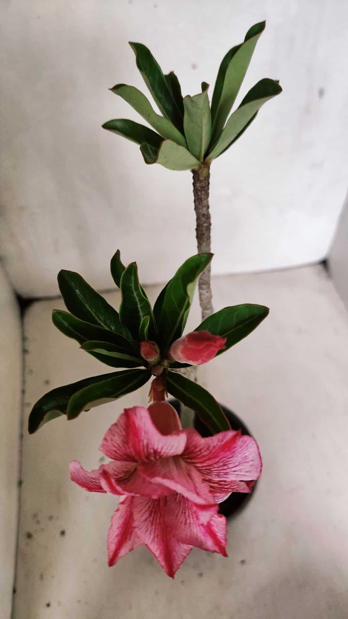 Planta Dobrada 3709 – 35cm – 03 anos - foto 4