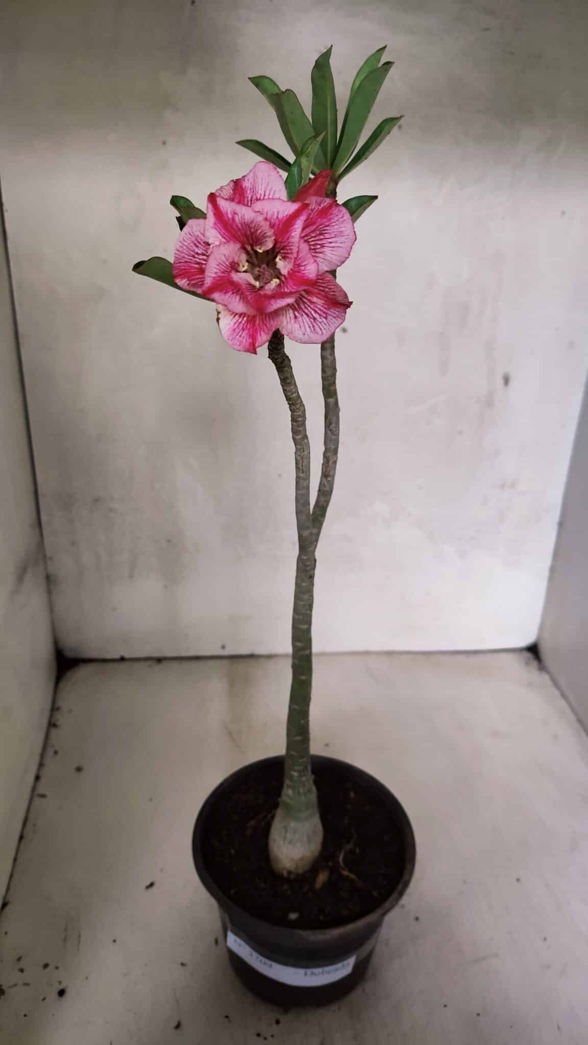 Planta Dobrada 3709 – 35cm – 03 anos - foto 2