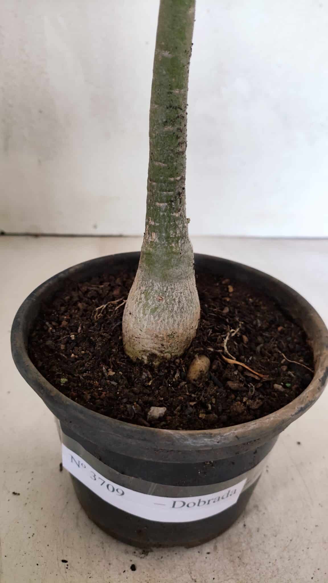 Planta Dobrada 3709 – 35cm – 03 anos - foto 6