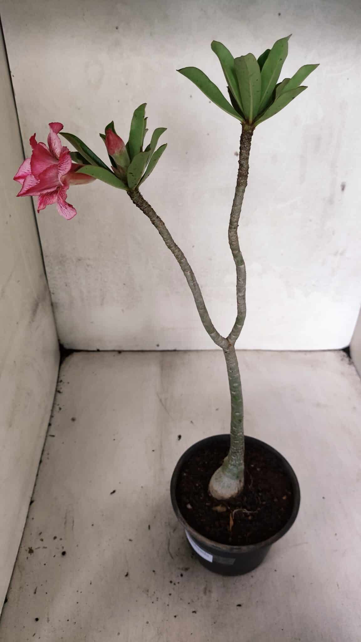 Planta Dobrada 3709 – 35cm – 03 anos - foto 5