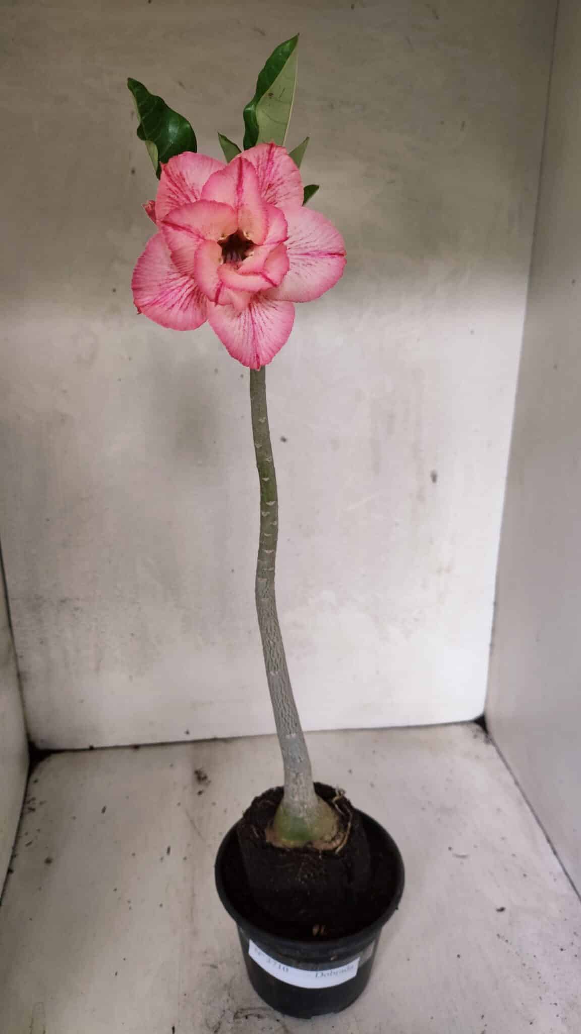 Planta Dobrada 3710 – 35cm – 03 anos - foto 2