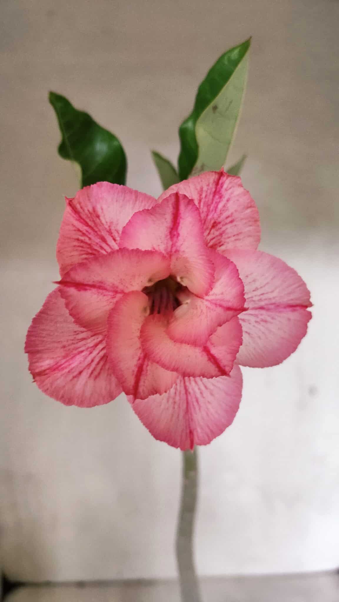 Planta Dobrada 3710 – 35cm – 03 anos - foto 3