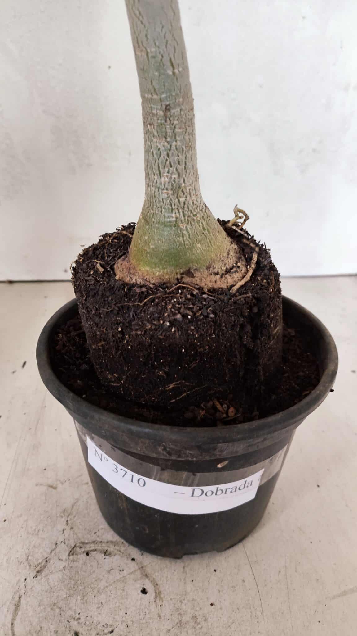 Planta Dobrada 3710 – 35cm – 03 anos - foto 5