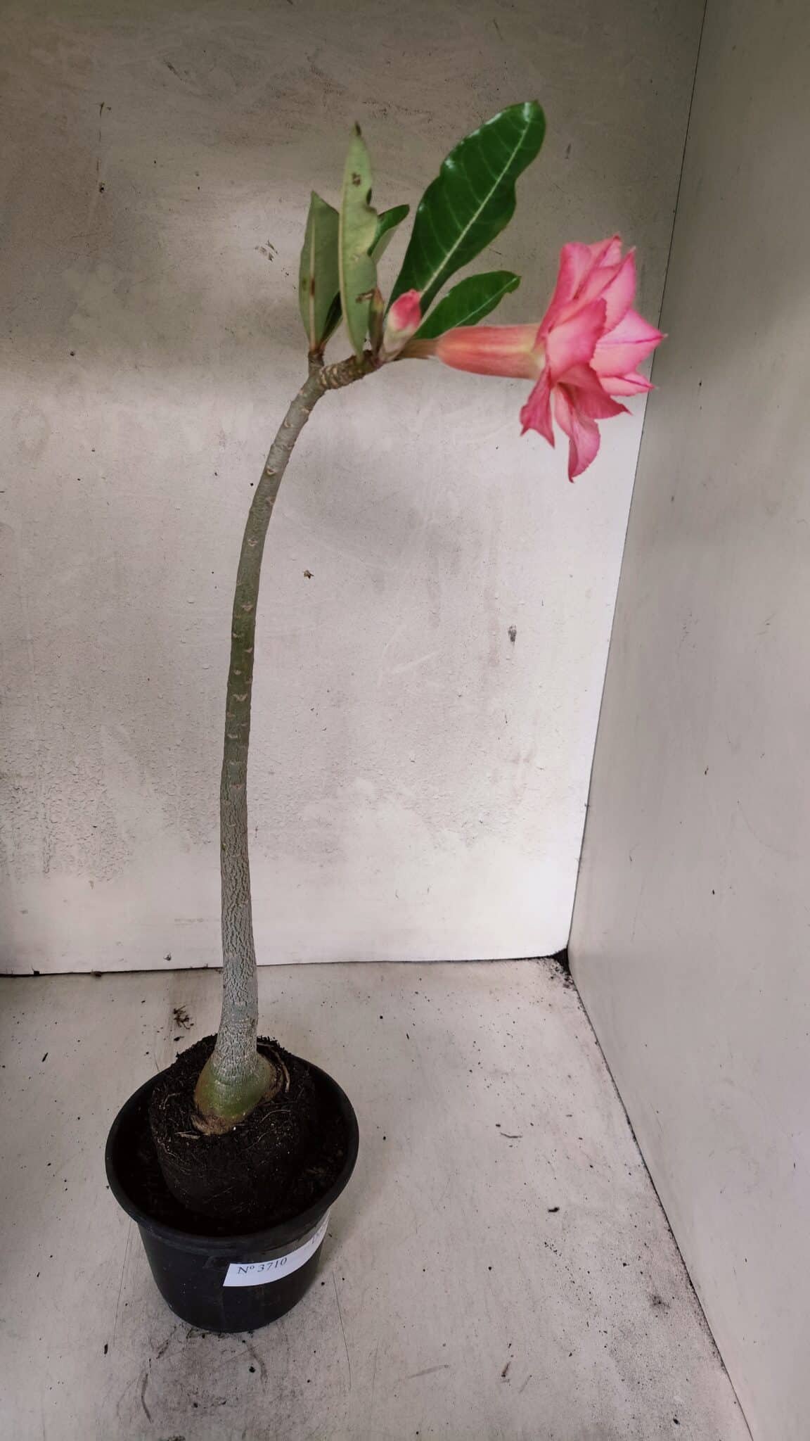 Planta Dobrada 3710 – 35cm – 03 anos - foto 4