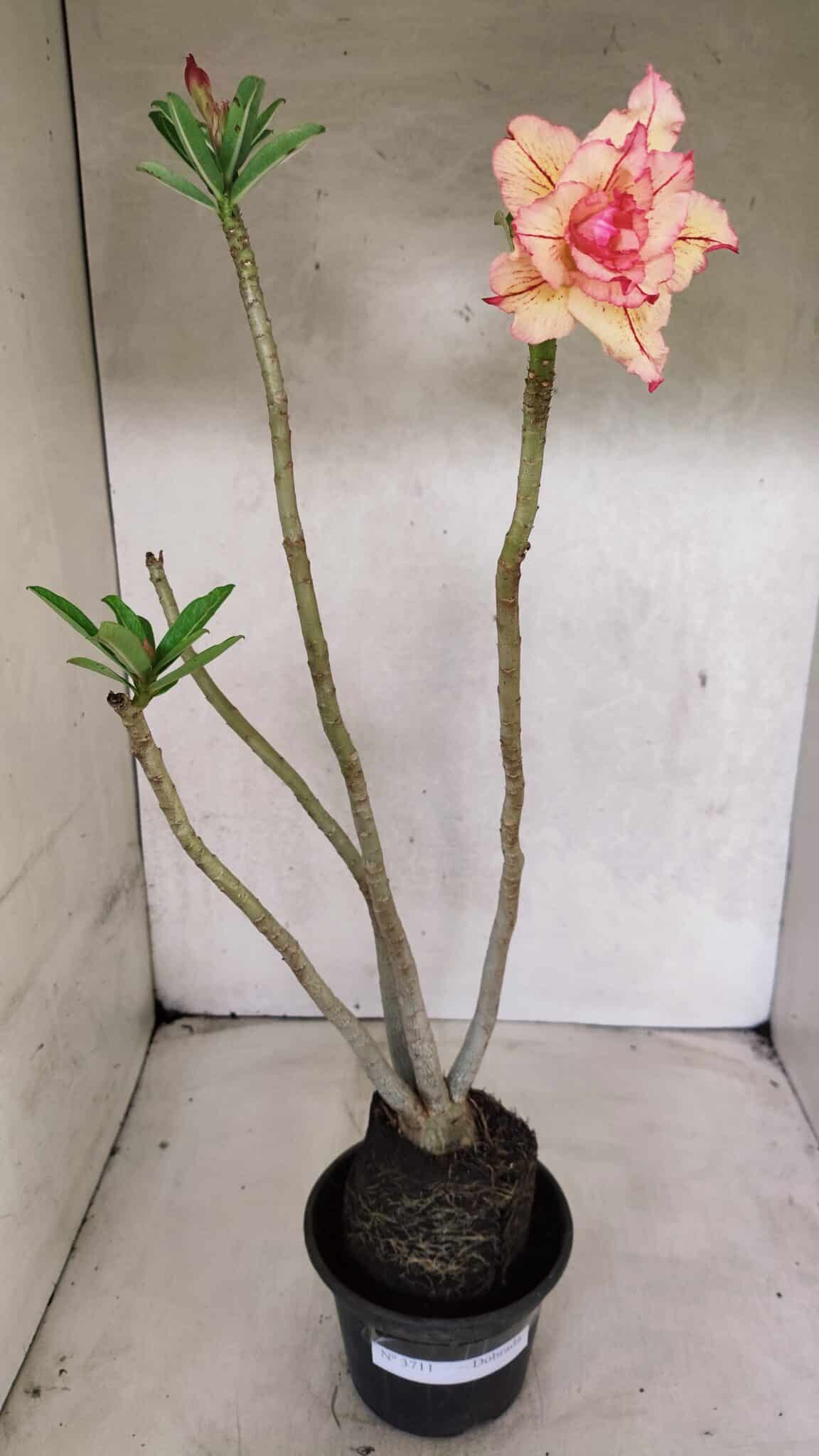 Planta Dobrada 3711 – 40cm – 03 anos - foto 2