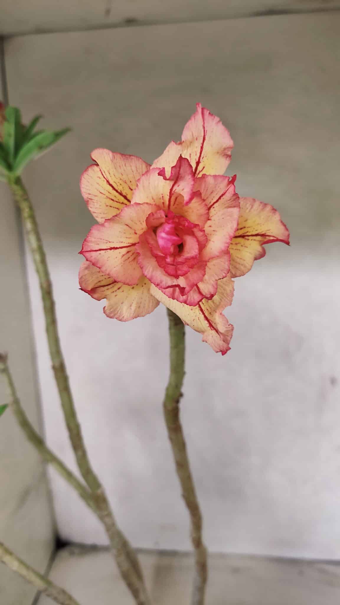 Planta Dobrada 3711 – 40cm – 03 anos - foto 3