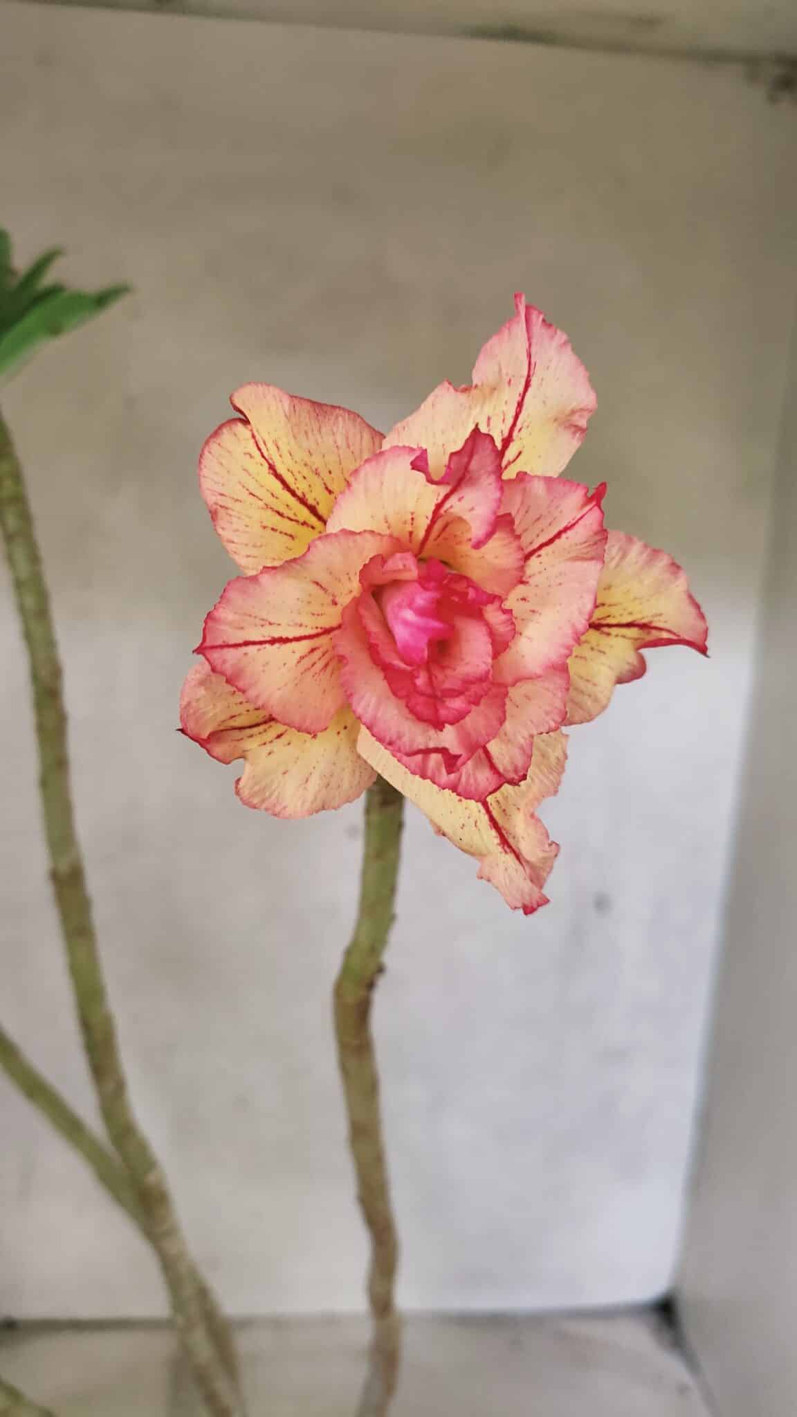 Planta Dobrada 3711 – 40cm – 03 anos - foto 5