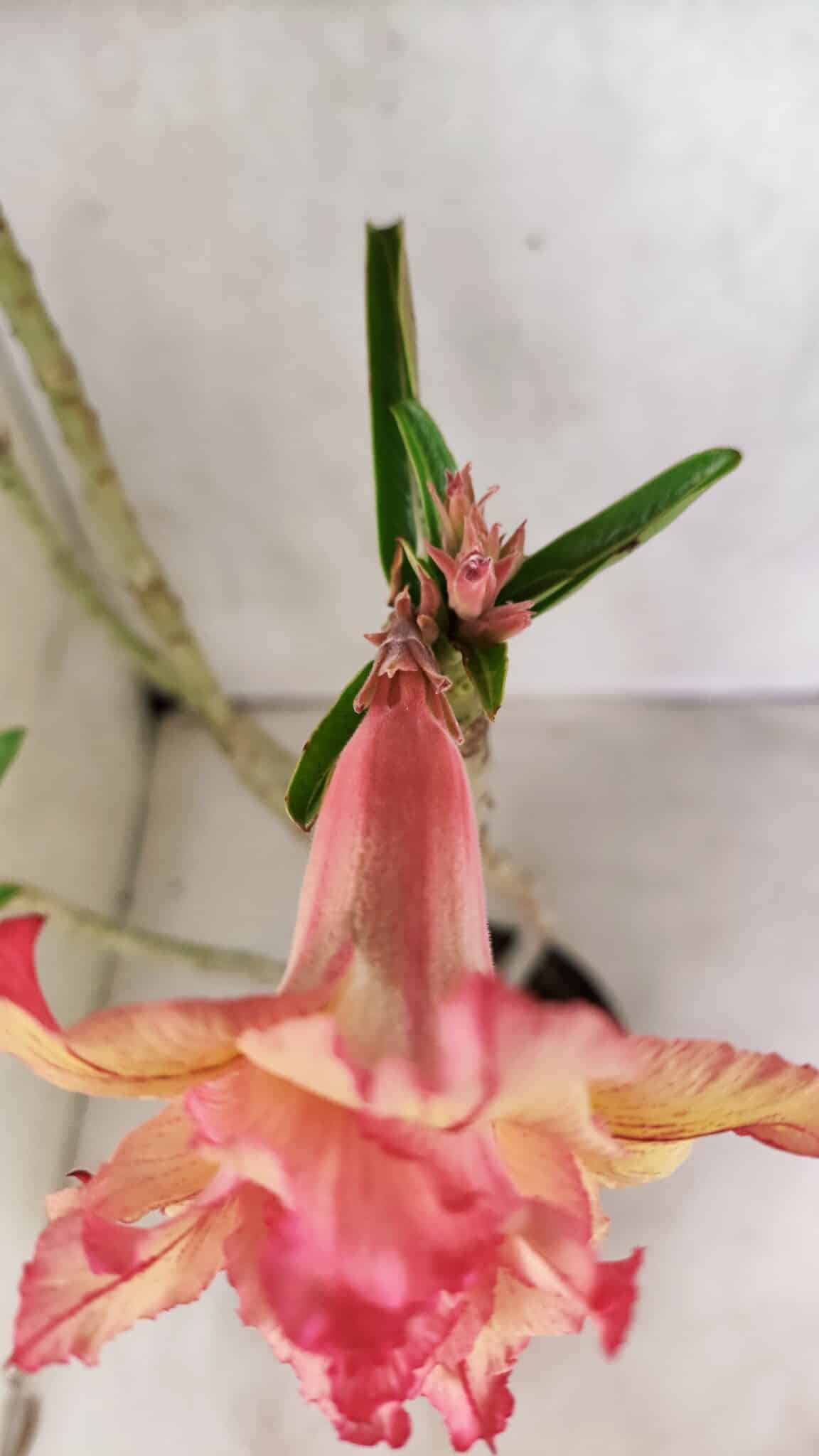 Planta Dobrada 3711 – 40cm – 03 anos - foto 4