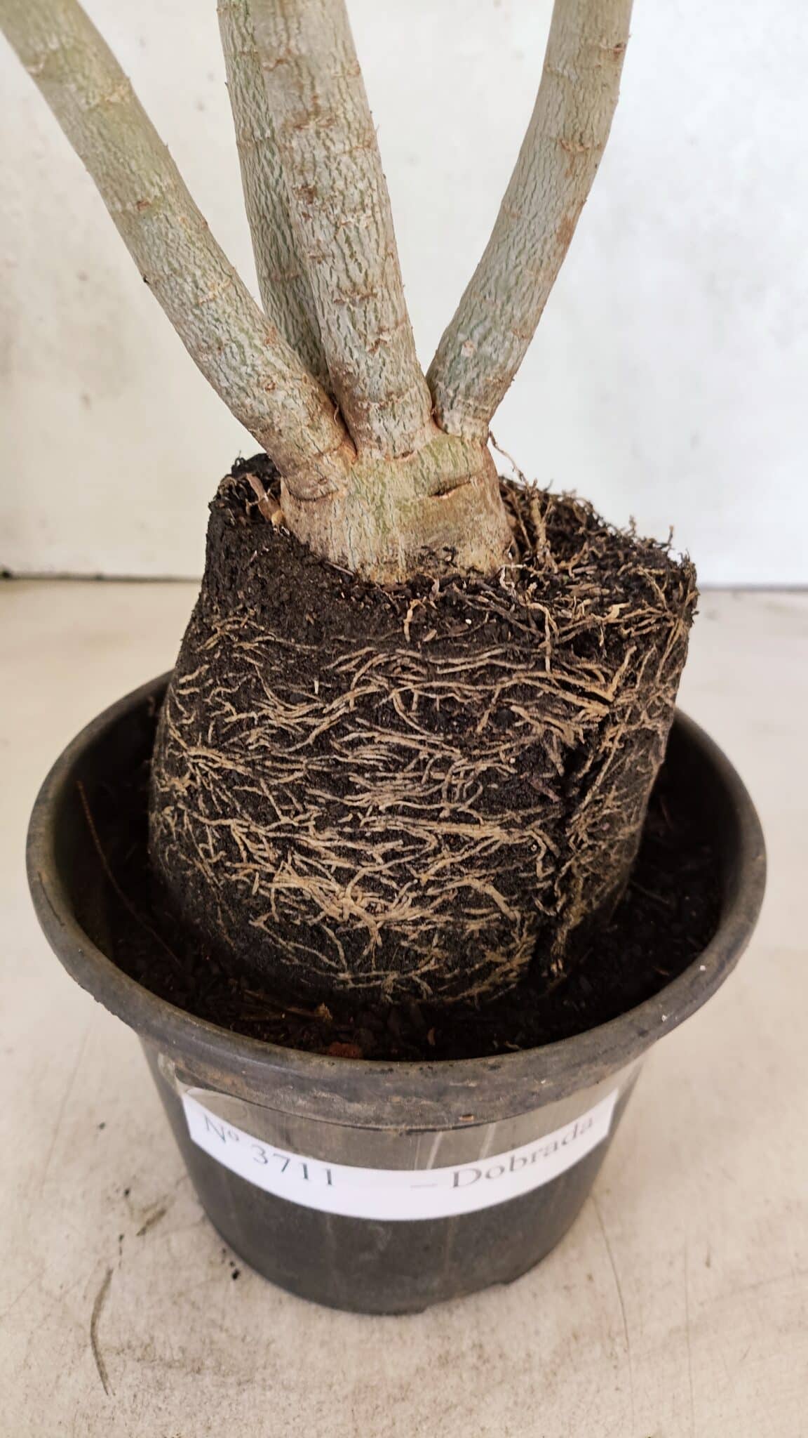 Planta Dobrada 3711 – 40cm – 03 anos - foto 9
