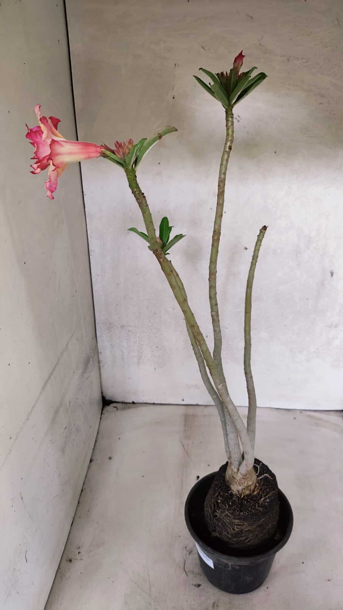 Planta Dobrada 3711 – 40cm – 03 anos - foto 8