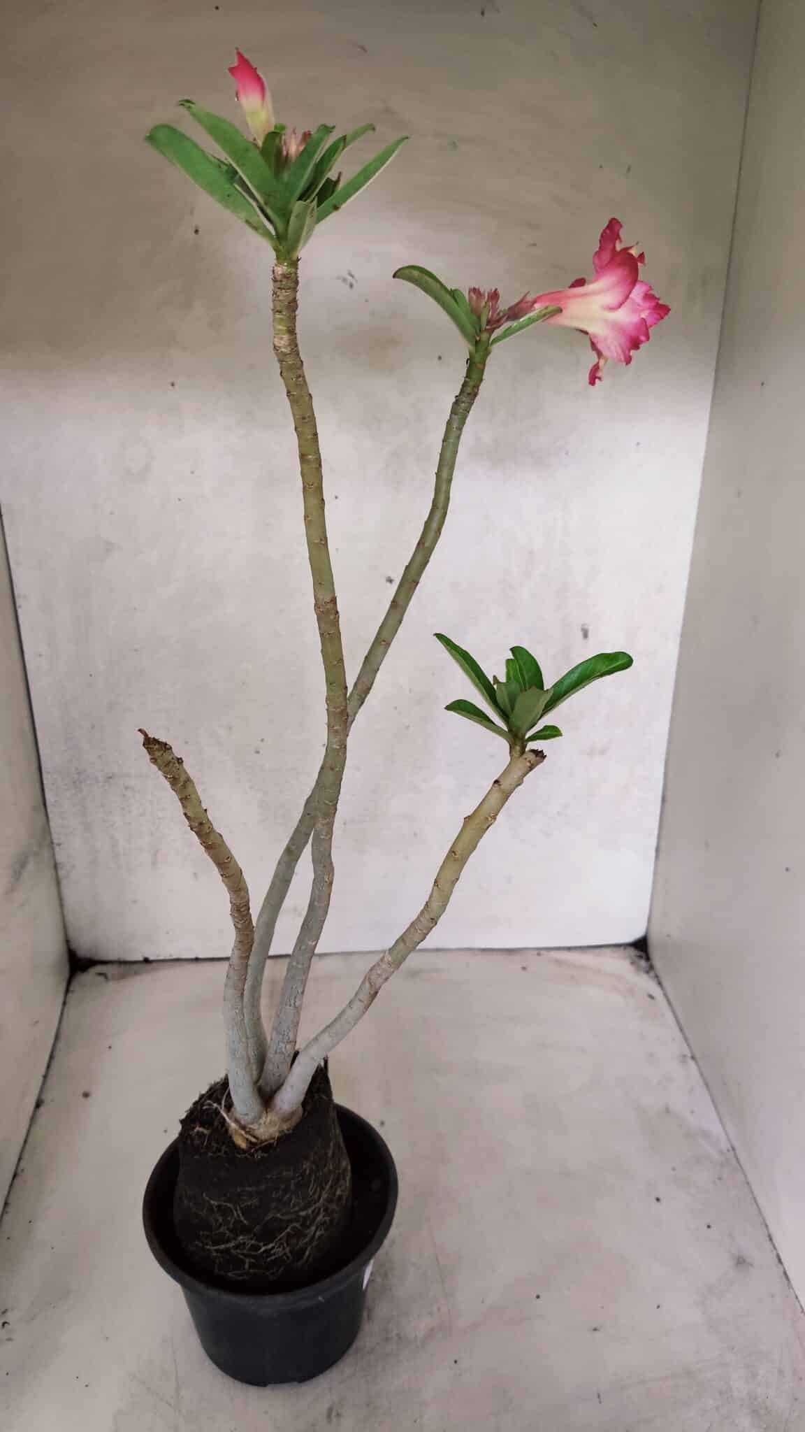 Planta Dobrada 3711 – 40cm – 03 anos - foto 7