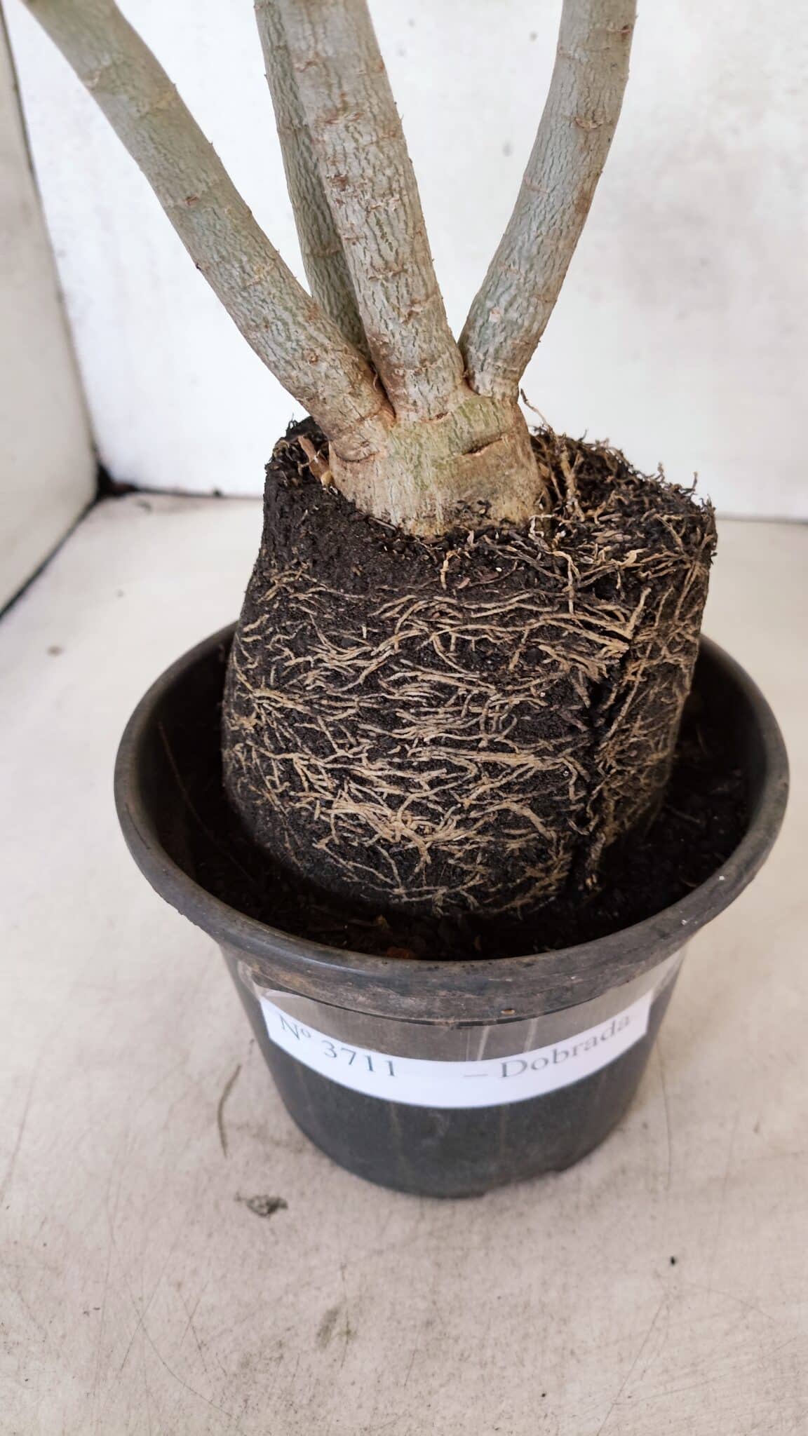 Planta Dobrada 3711 – 40cm – 03 anos - foto 6