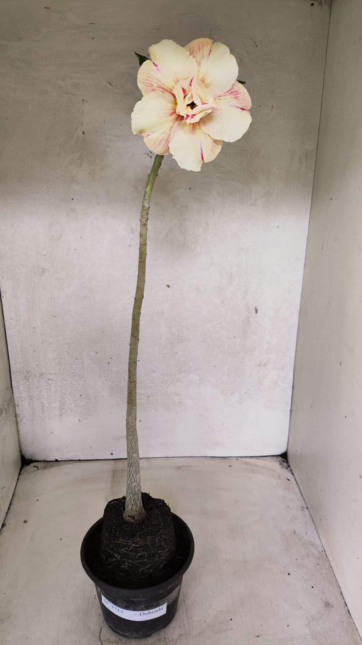 Planta Dobrada 3712 – 35cm – 03 anos - foto 2
