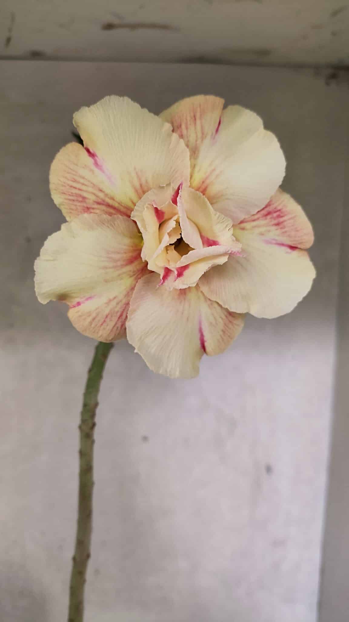 Planta Dobrada 3712 – 35cm – 03 anos - foto 4